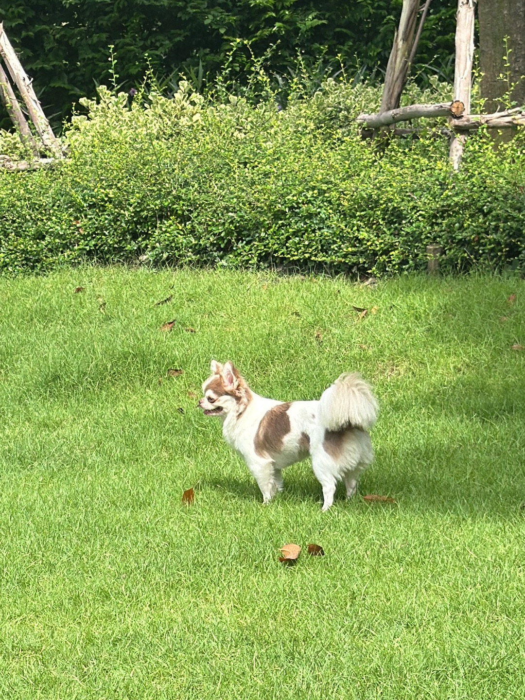HUND HAUS