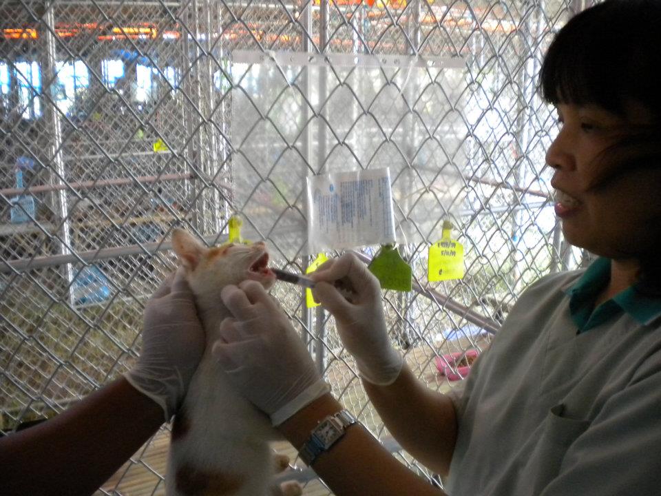 K-9 Veterinary Clinic