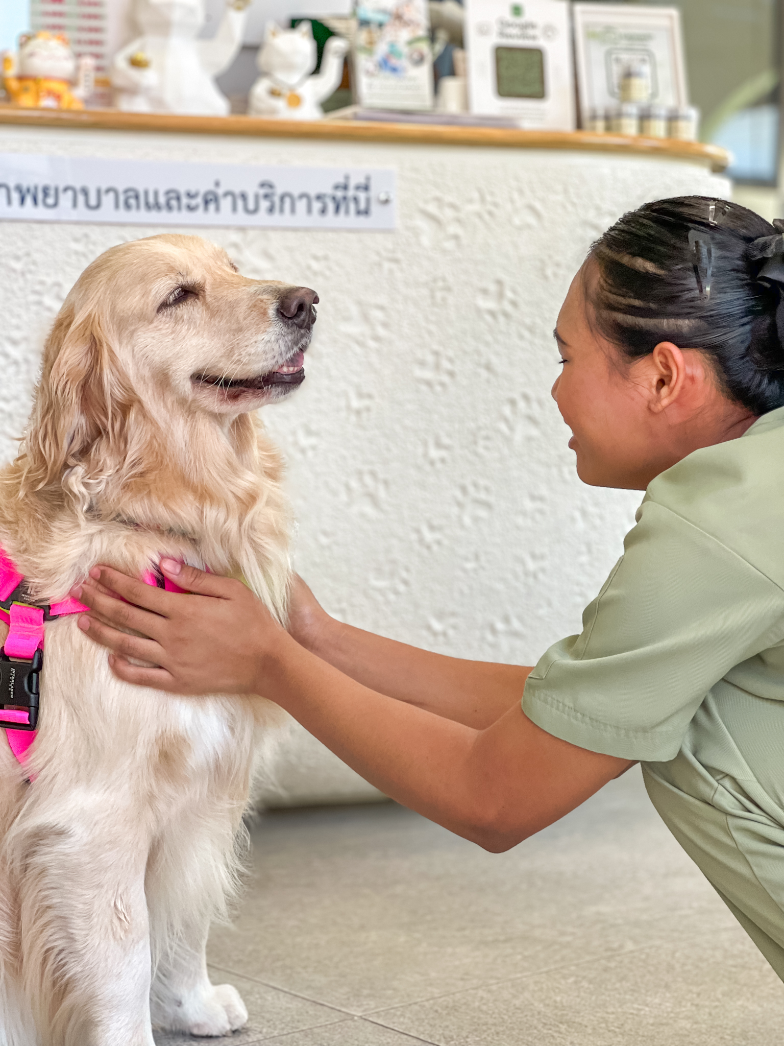 Kachavet Pet Hospital