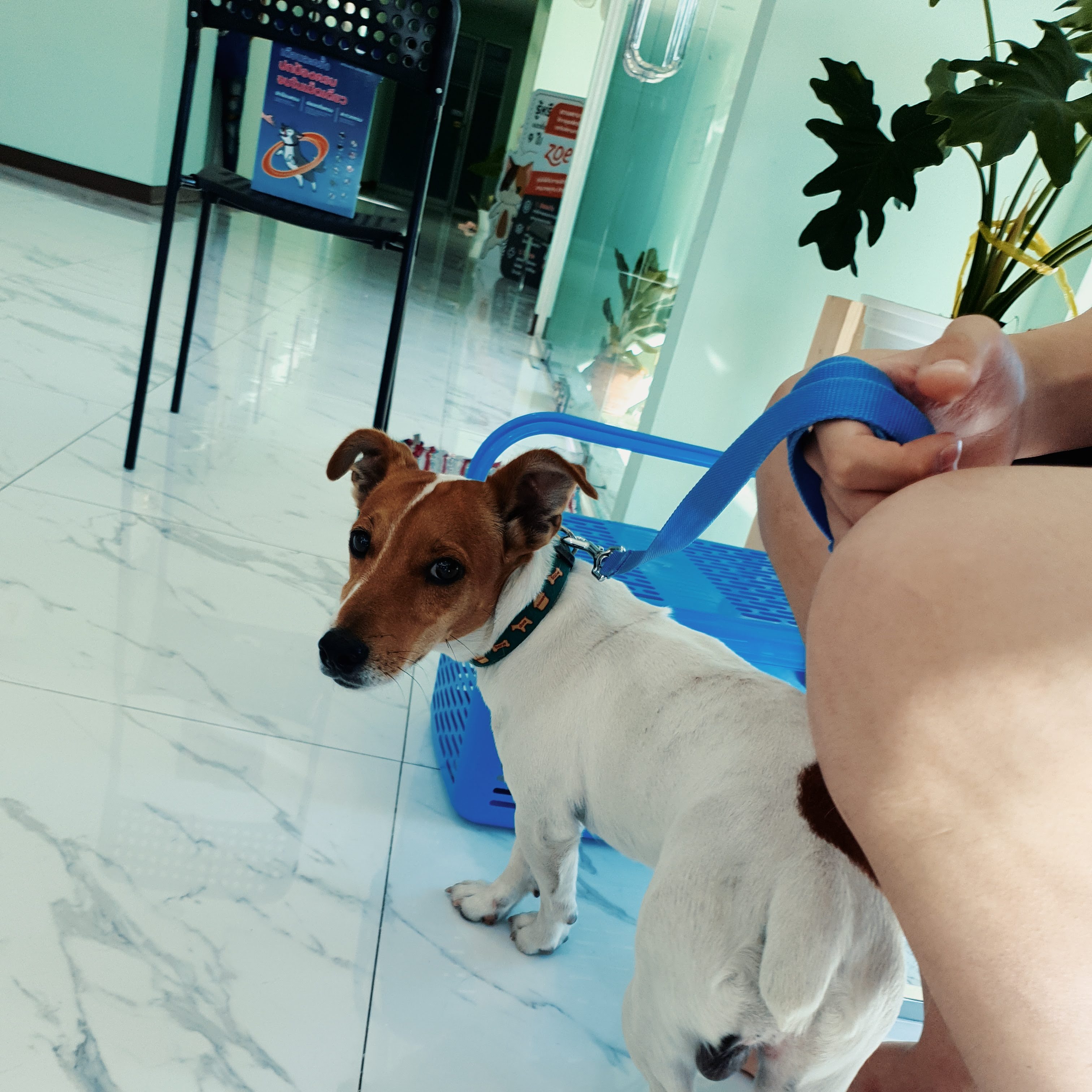 Kaset Sritrang Animal Hospital Soi Ramintra 19 branch