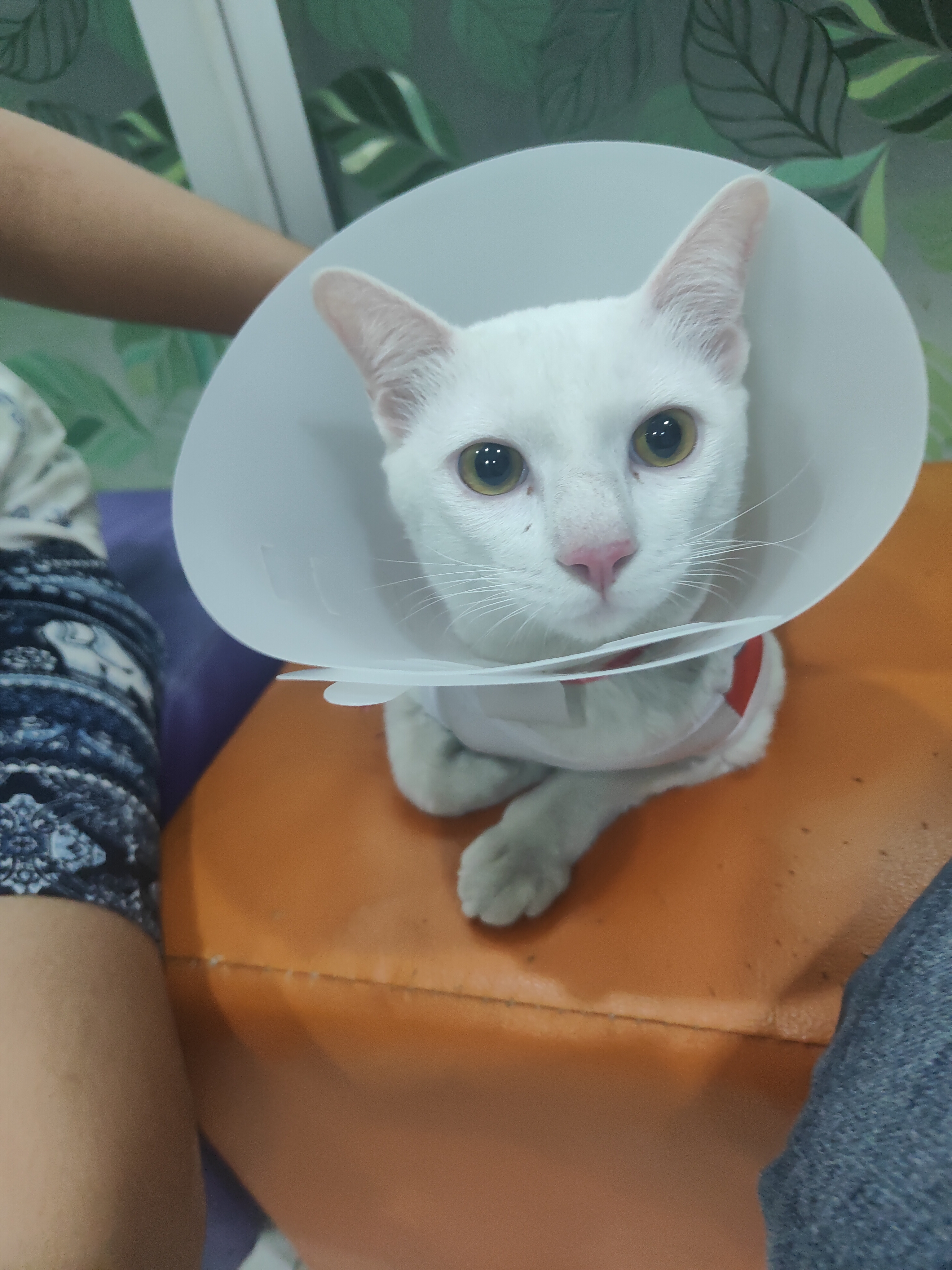 Khlong Chan Veterinary Hospital