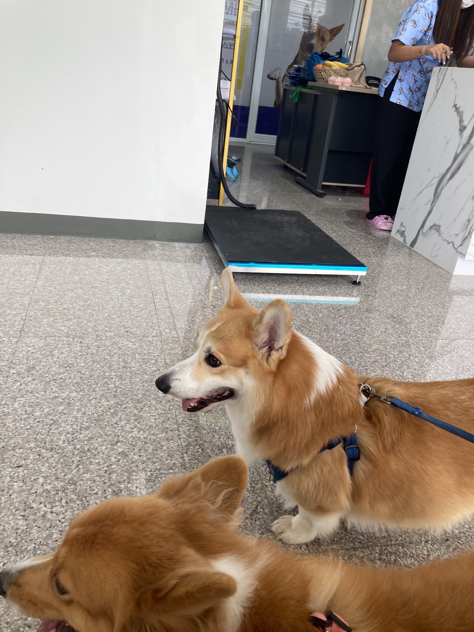 Ladkrabang Animal Hospital