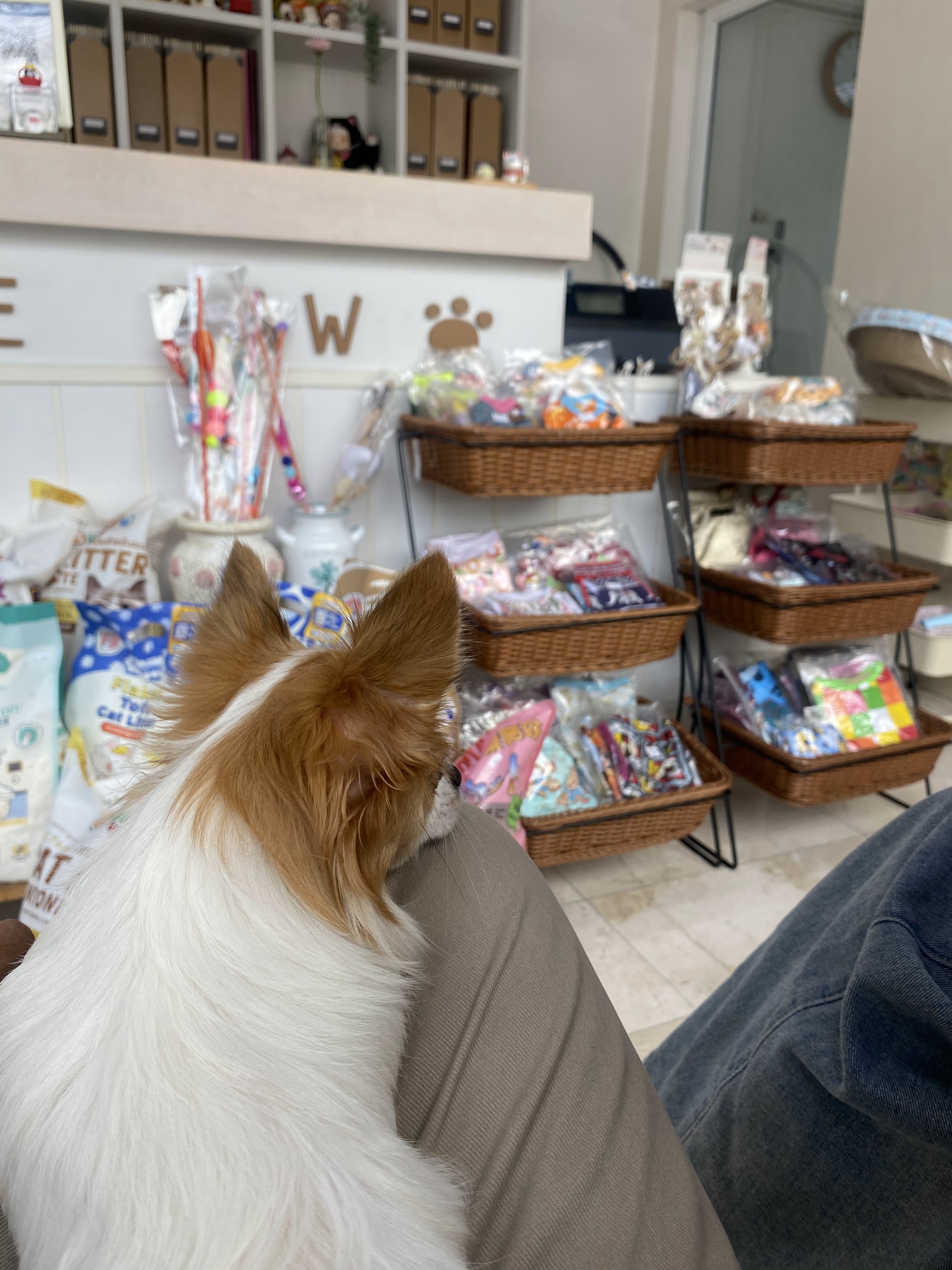Little Paw Pet Clinic