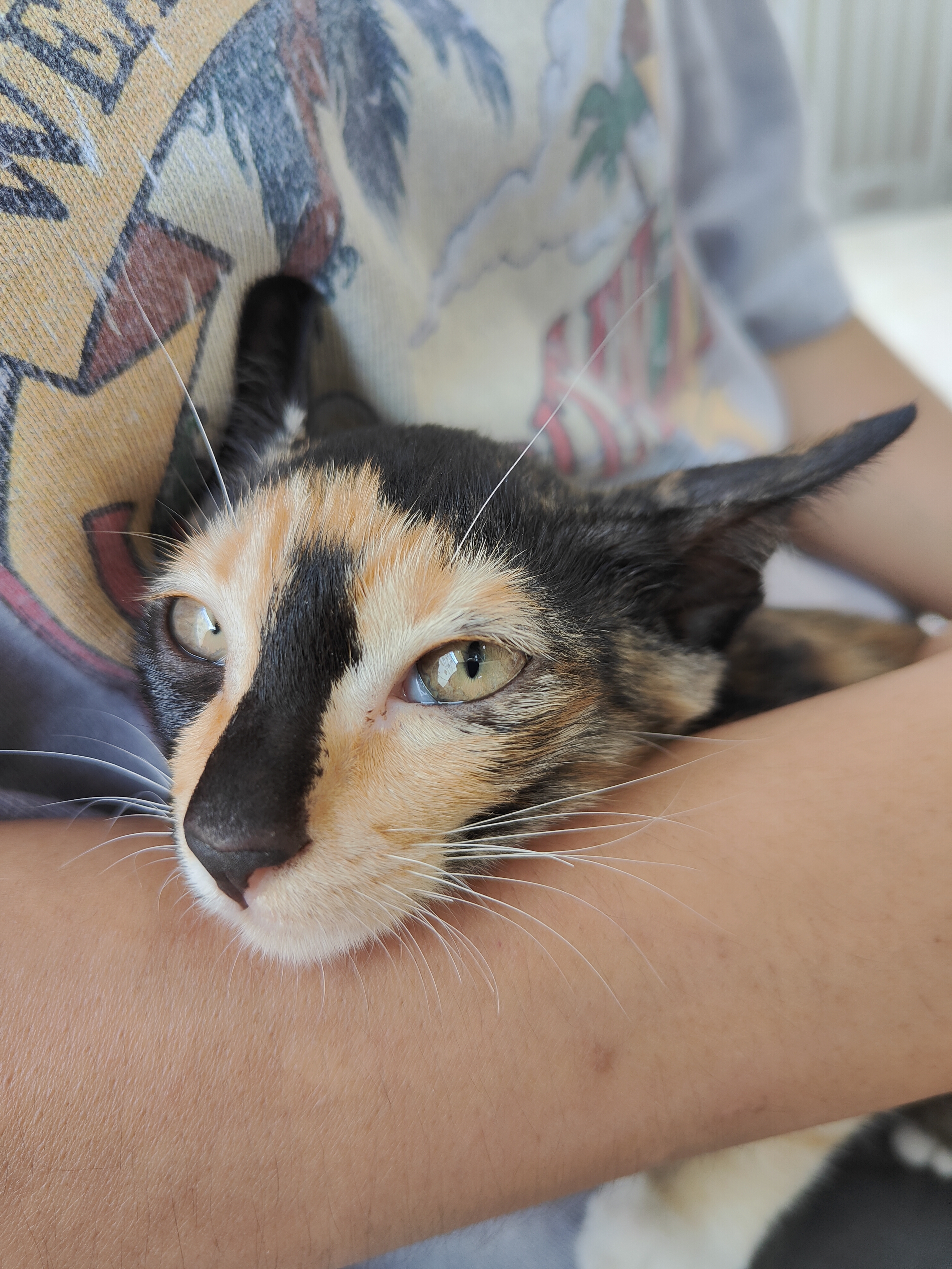 Little Paw Pet Clinic