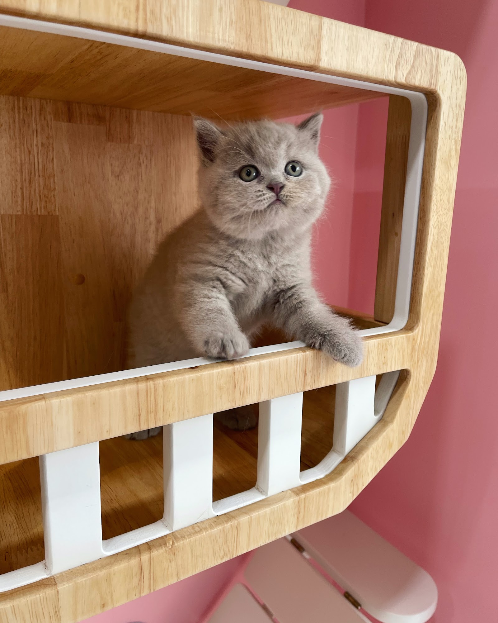 Little Smile Cattery