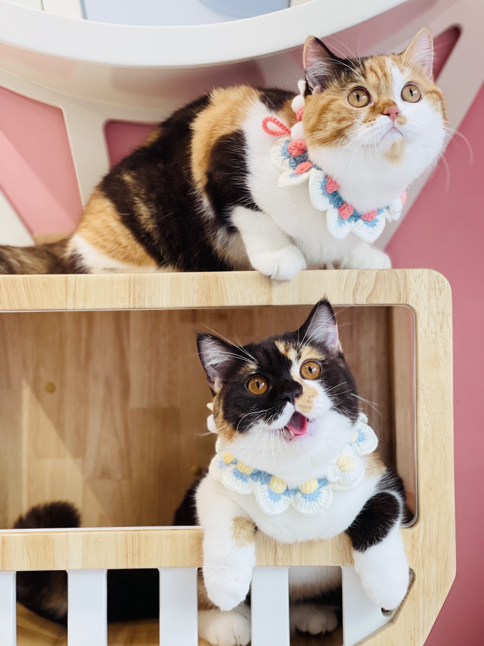 Little Smile Cattery