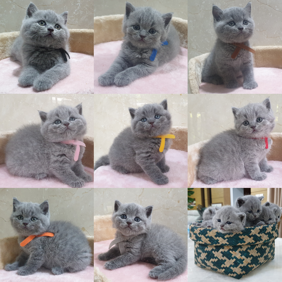 Little Smile Cattery