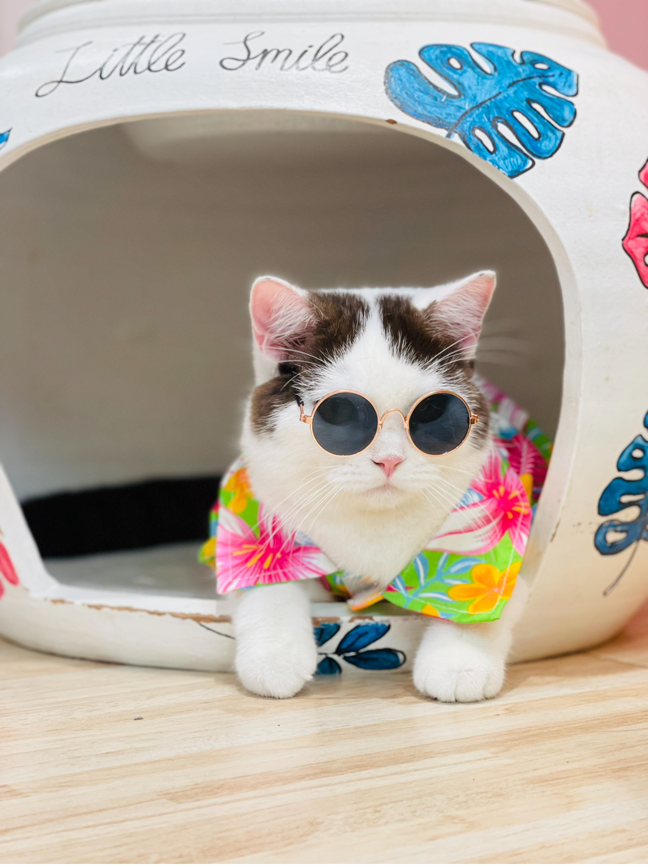 Little Smile Cattery