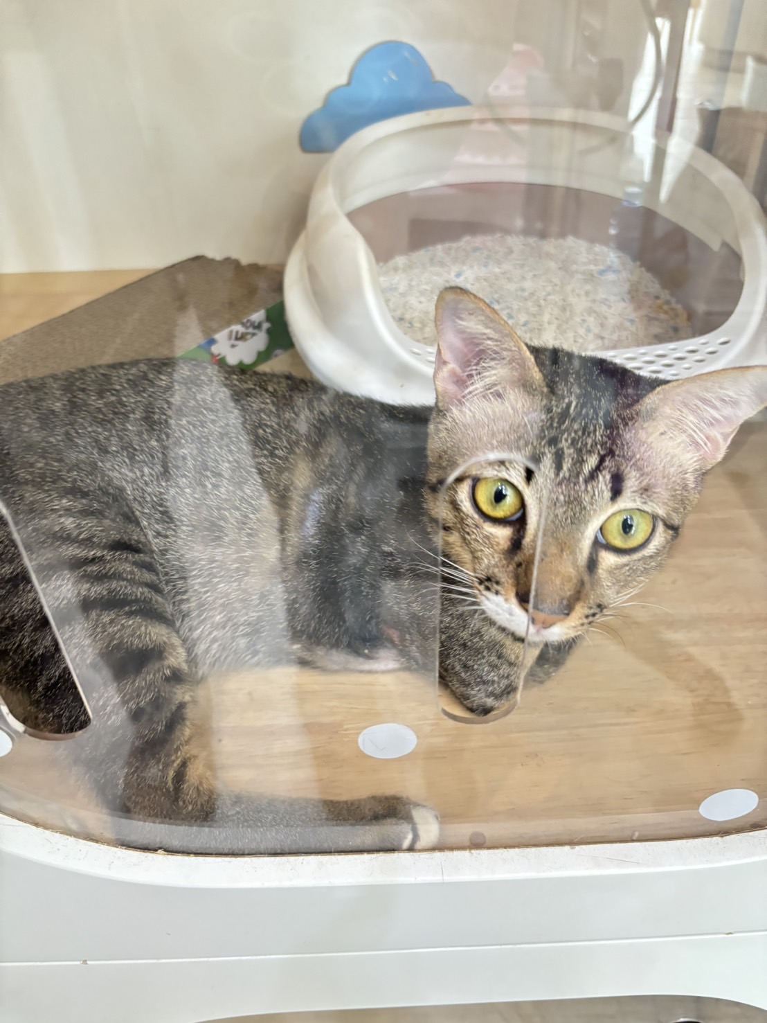 Little Tail Pet Care Services