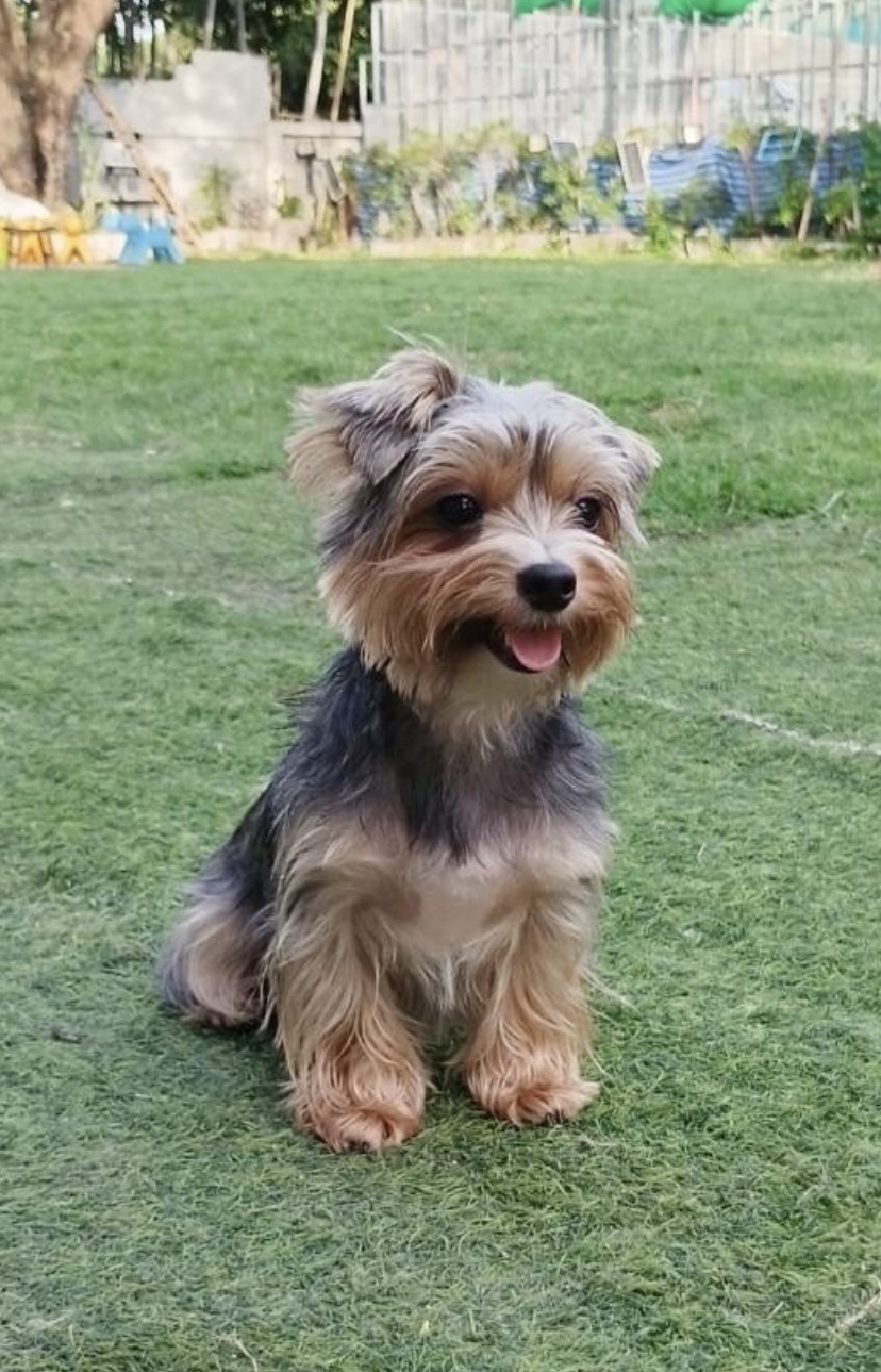 Lookjadogstay