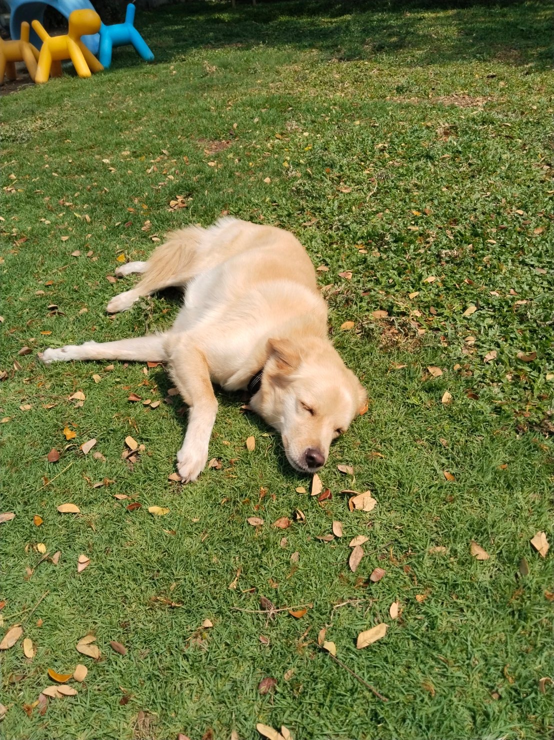 Lookjadogstay