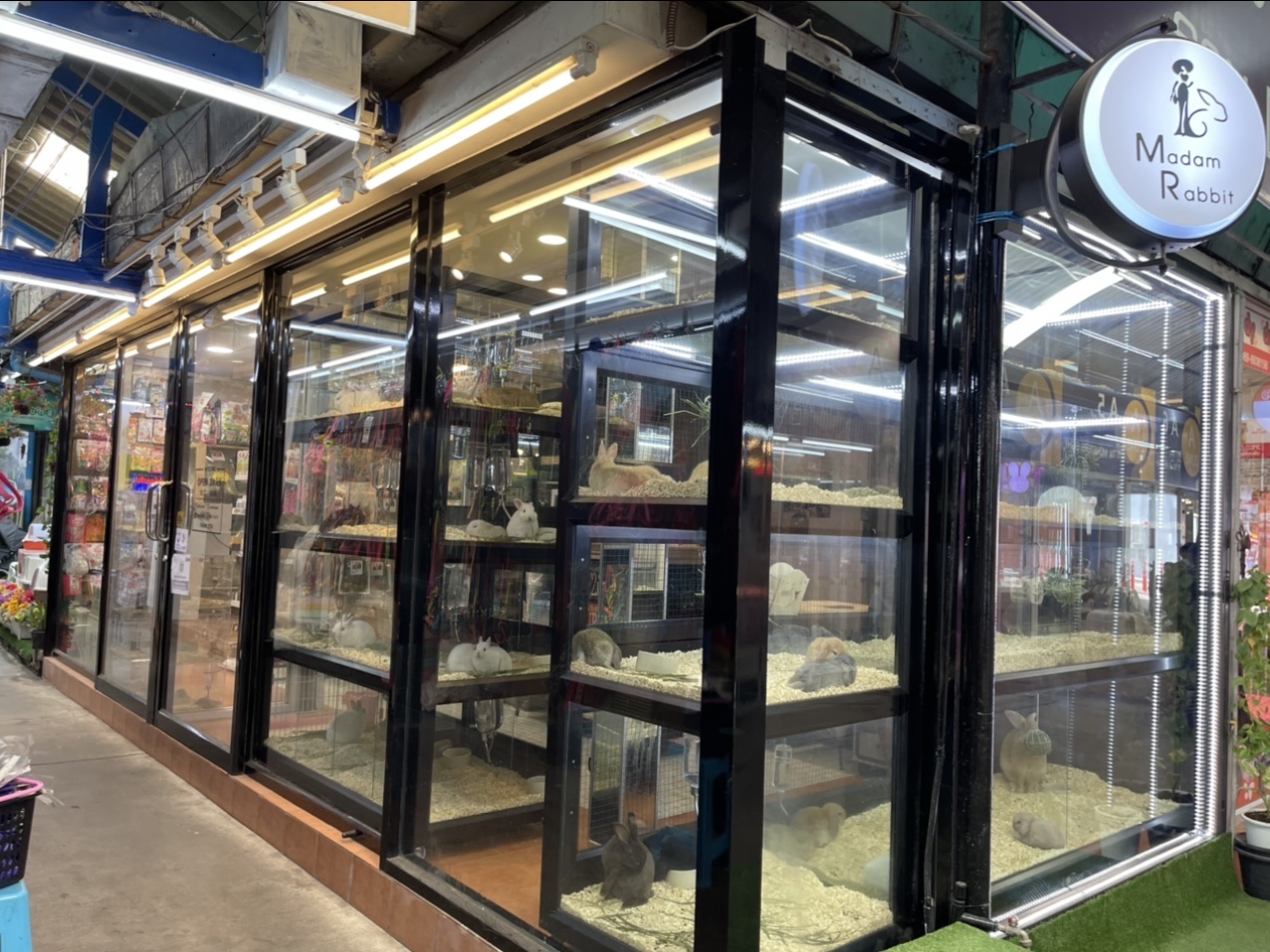 Madam rabbit shop