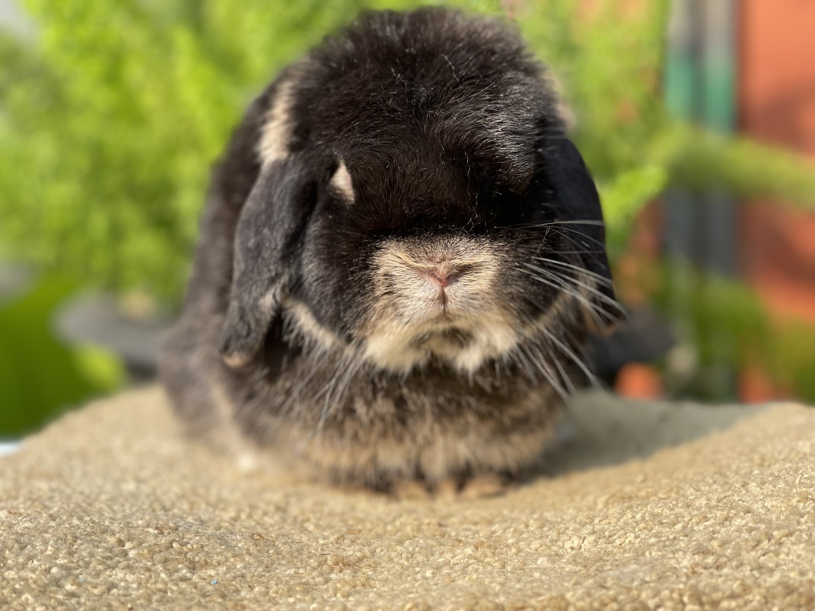 Madam rabbit shop