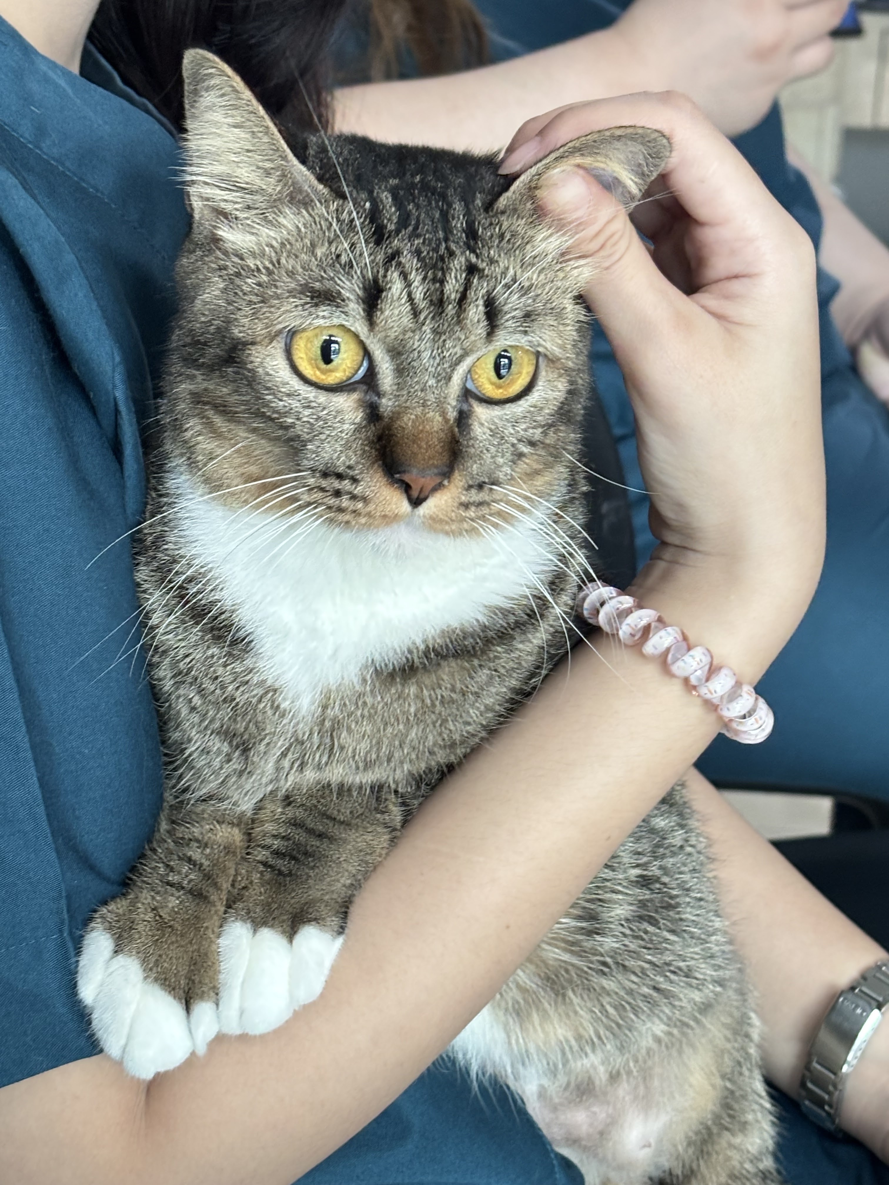Mahanakorn Animal Hospital