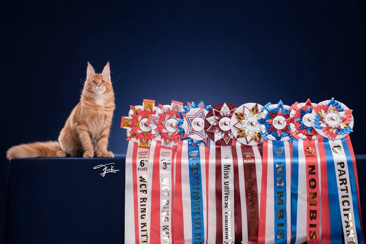 Maine Coon Thailand - QT Coons Bangkok