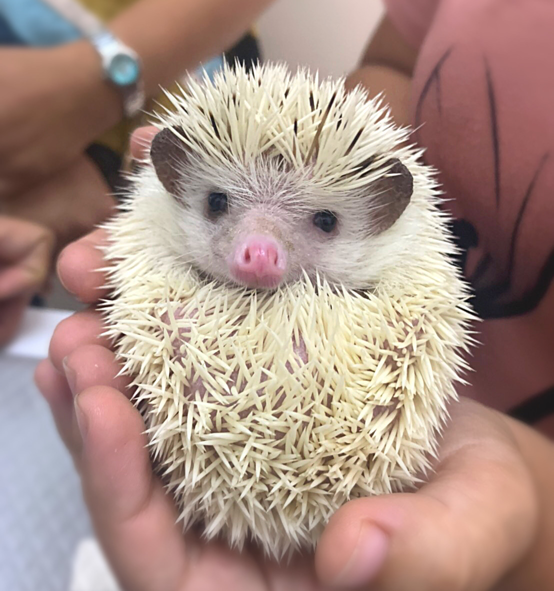 Maiyalap Animal Hospital