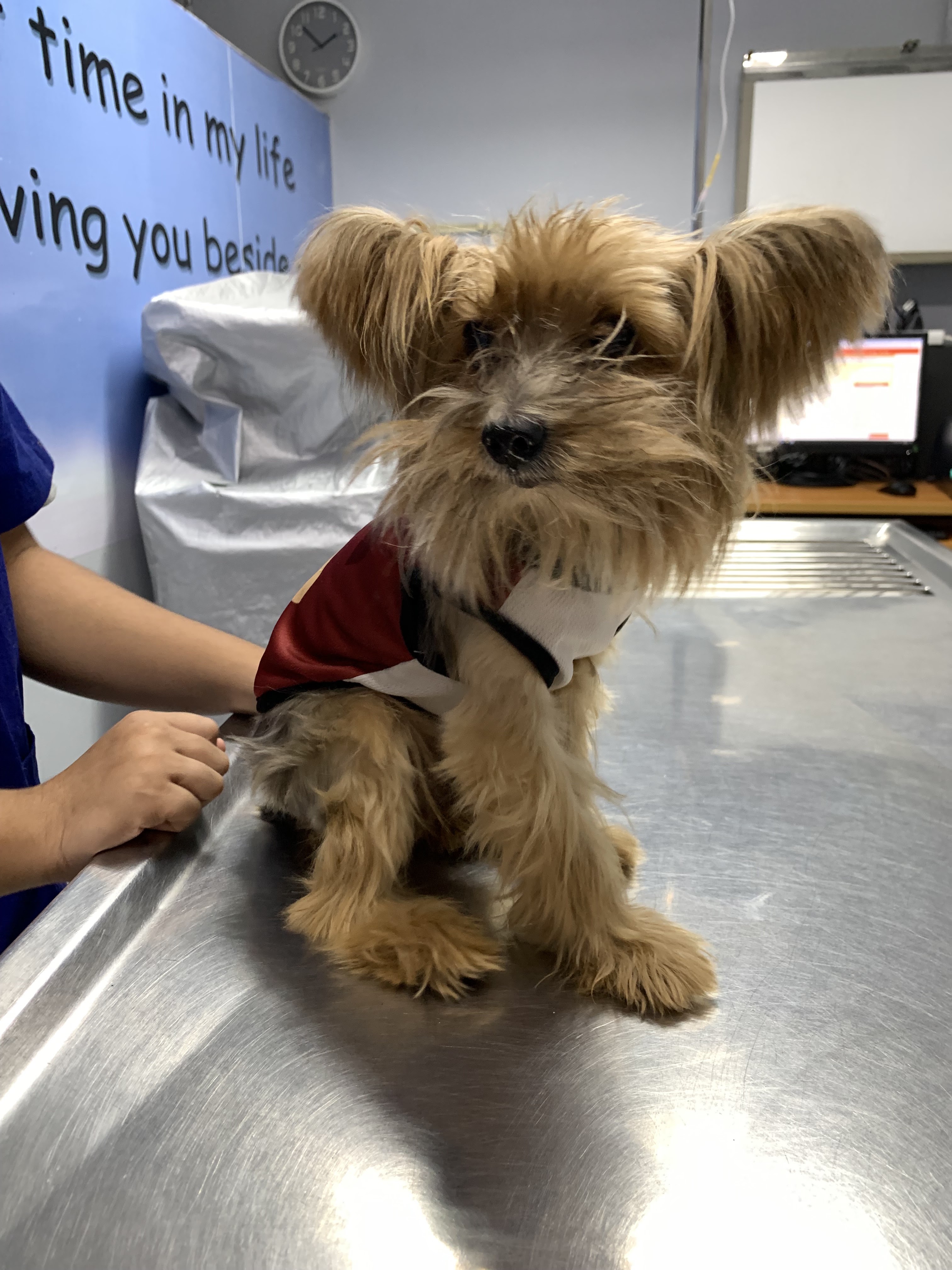 Masterpet Rattanakosin Animal Hospital