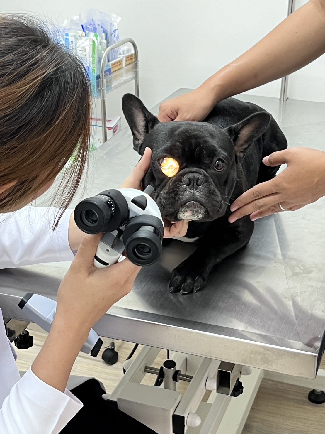 Mastervet animal hospital