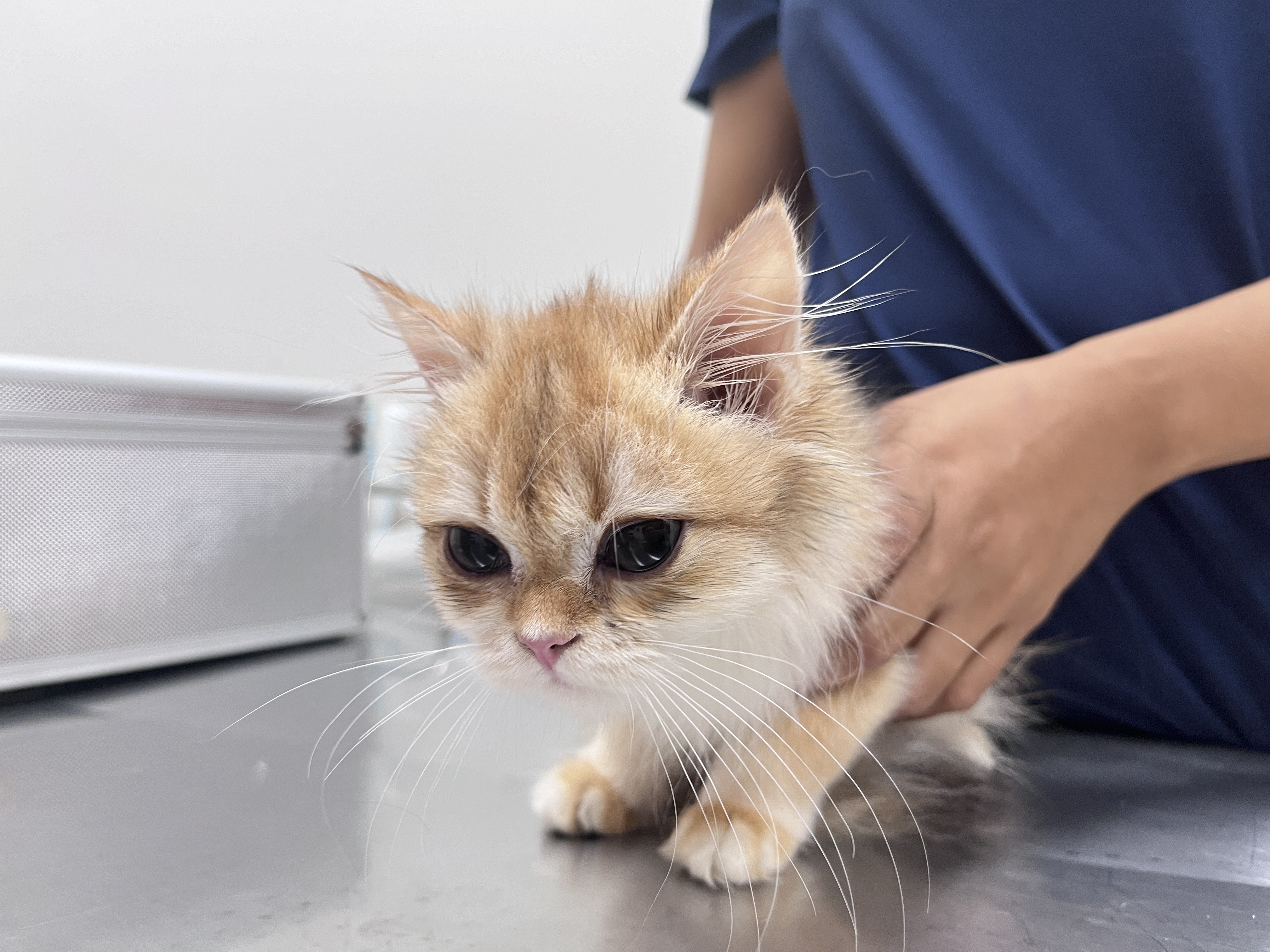 Mastervet animal hospital