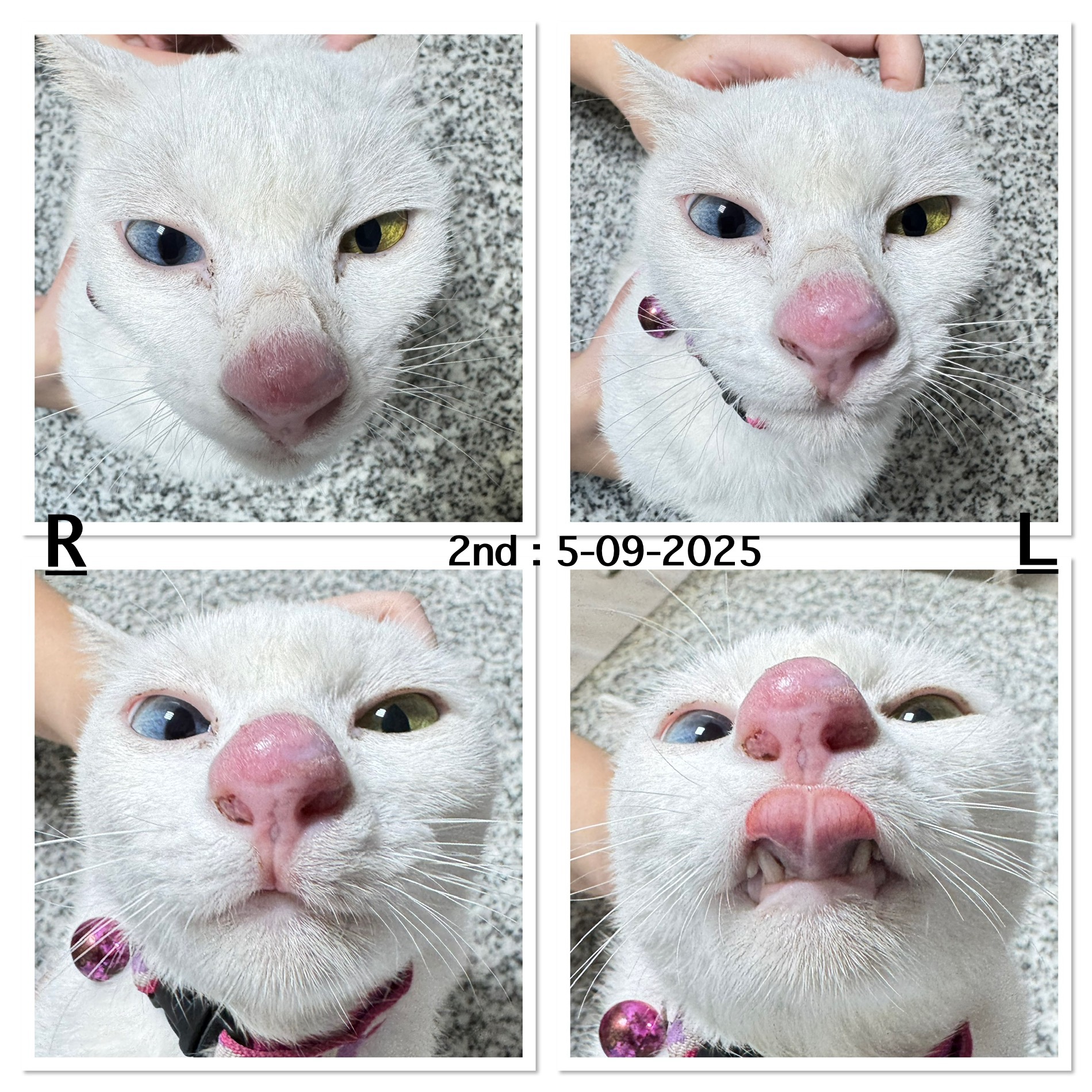 MBR Pet Hospital @Minburi