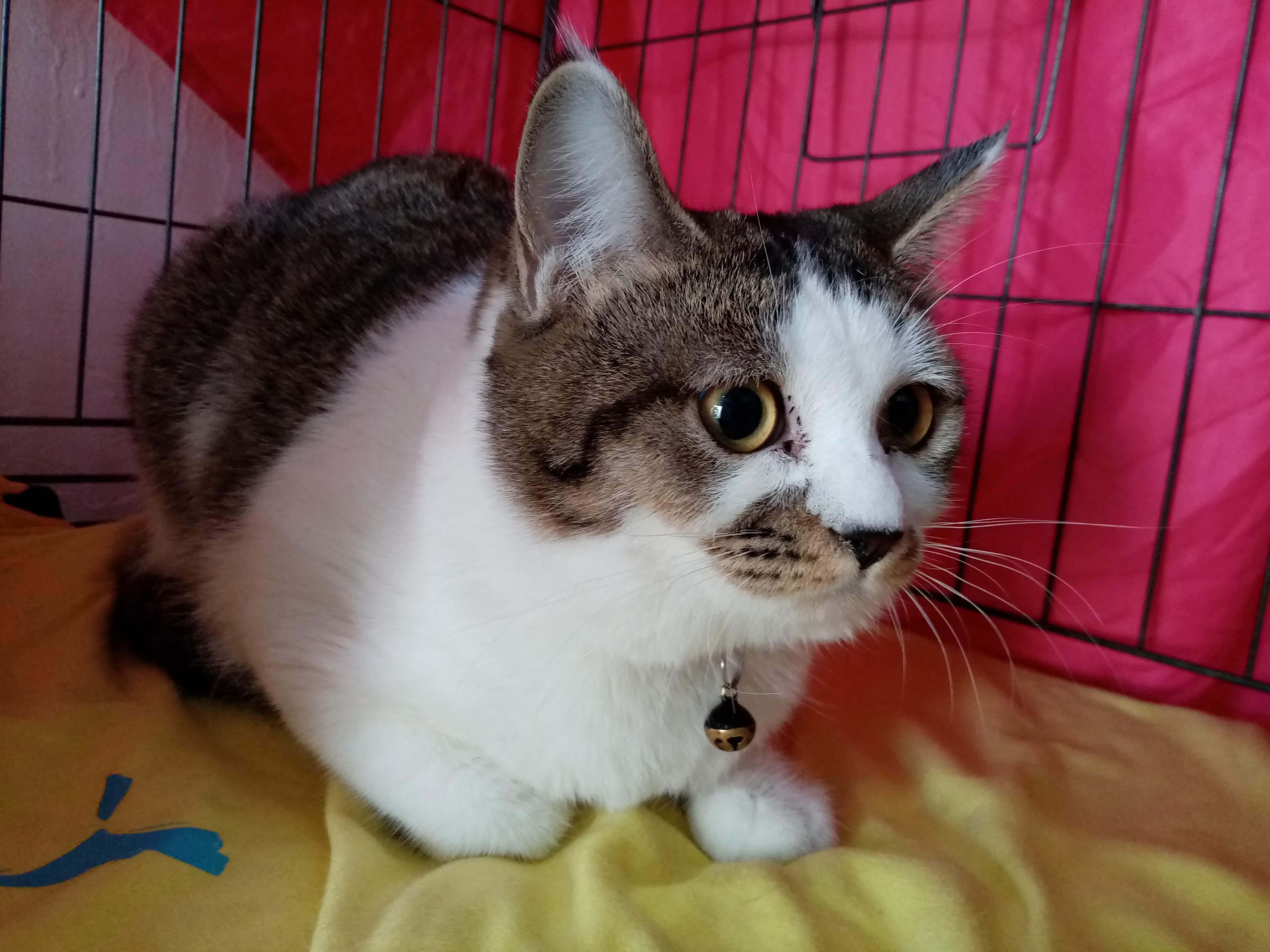 Meow Samosorn vet clinic