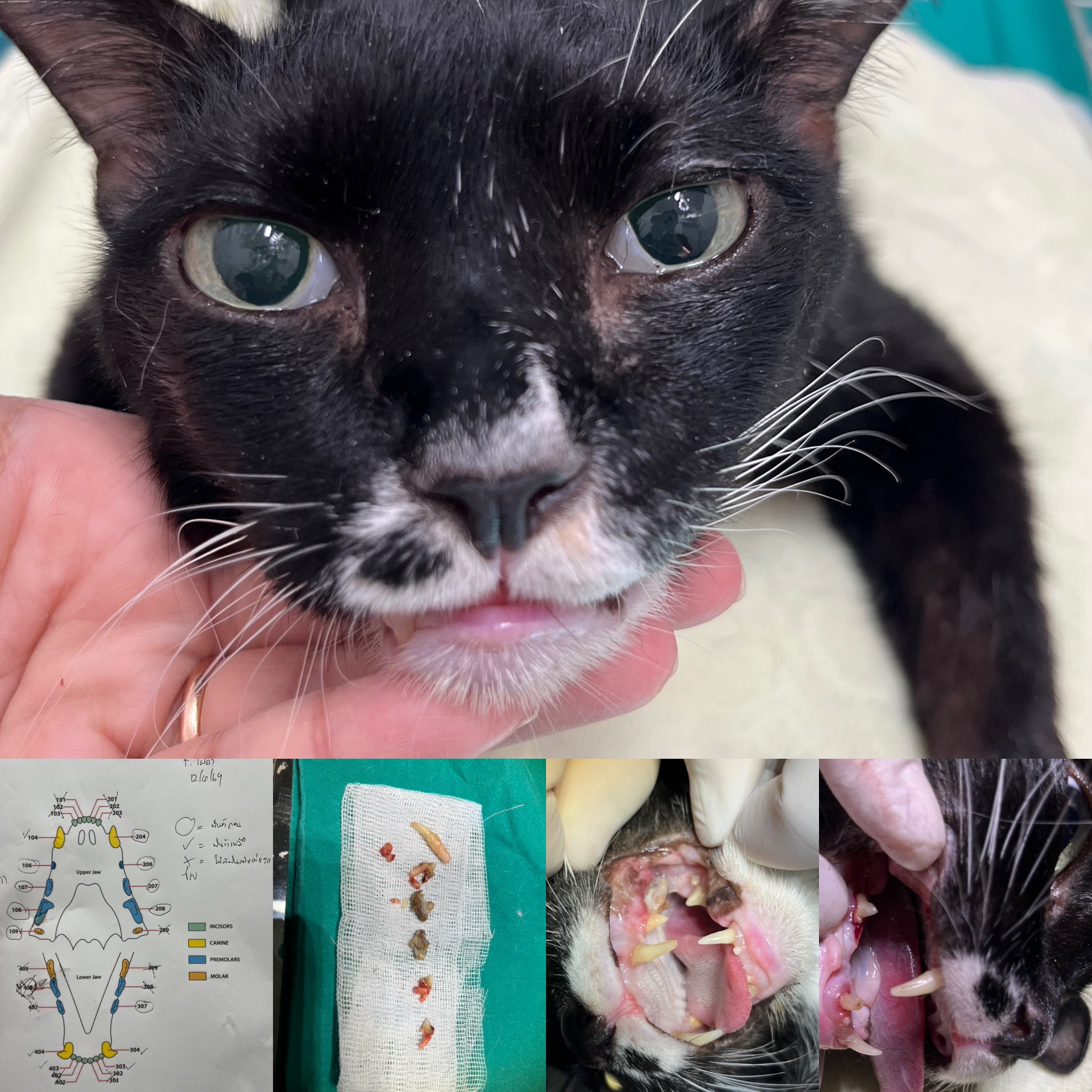 myVet PetClinic