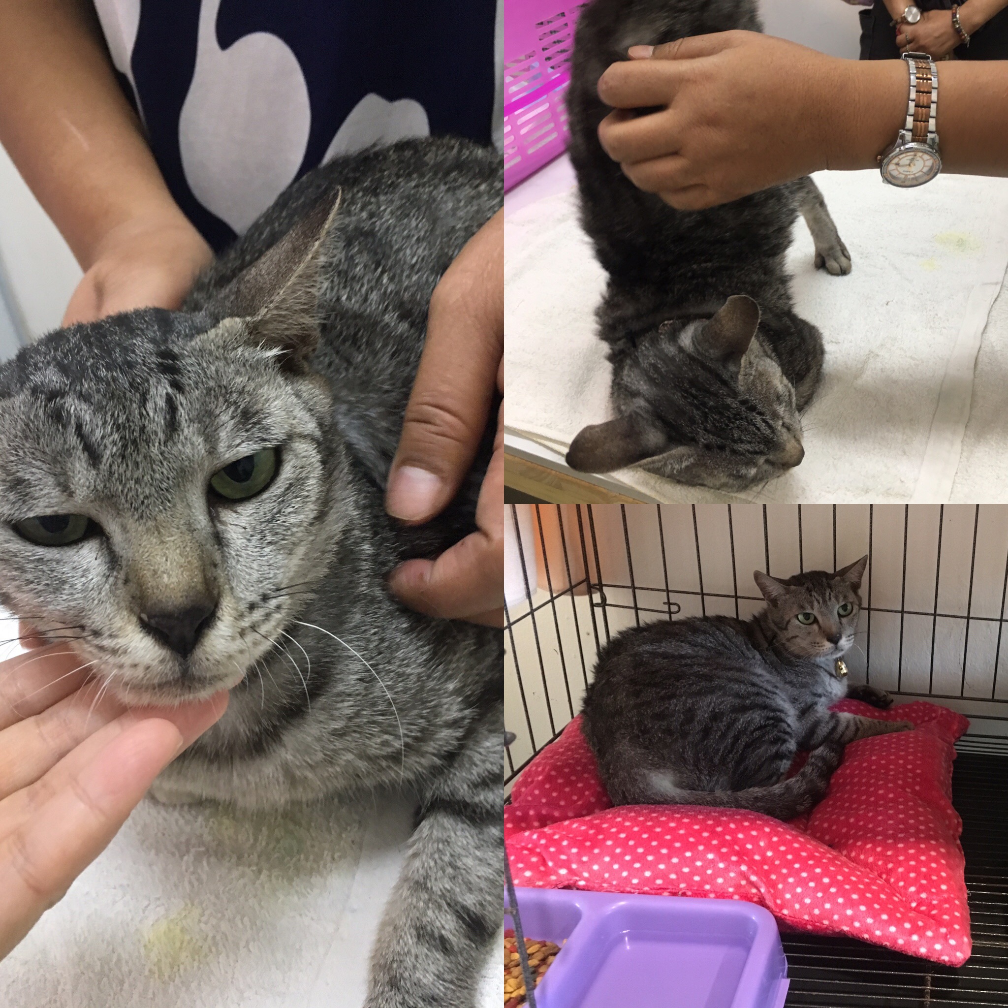 myVet PetClinic