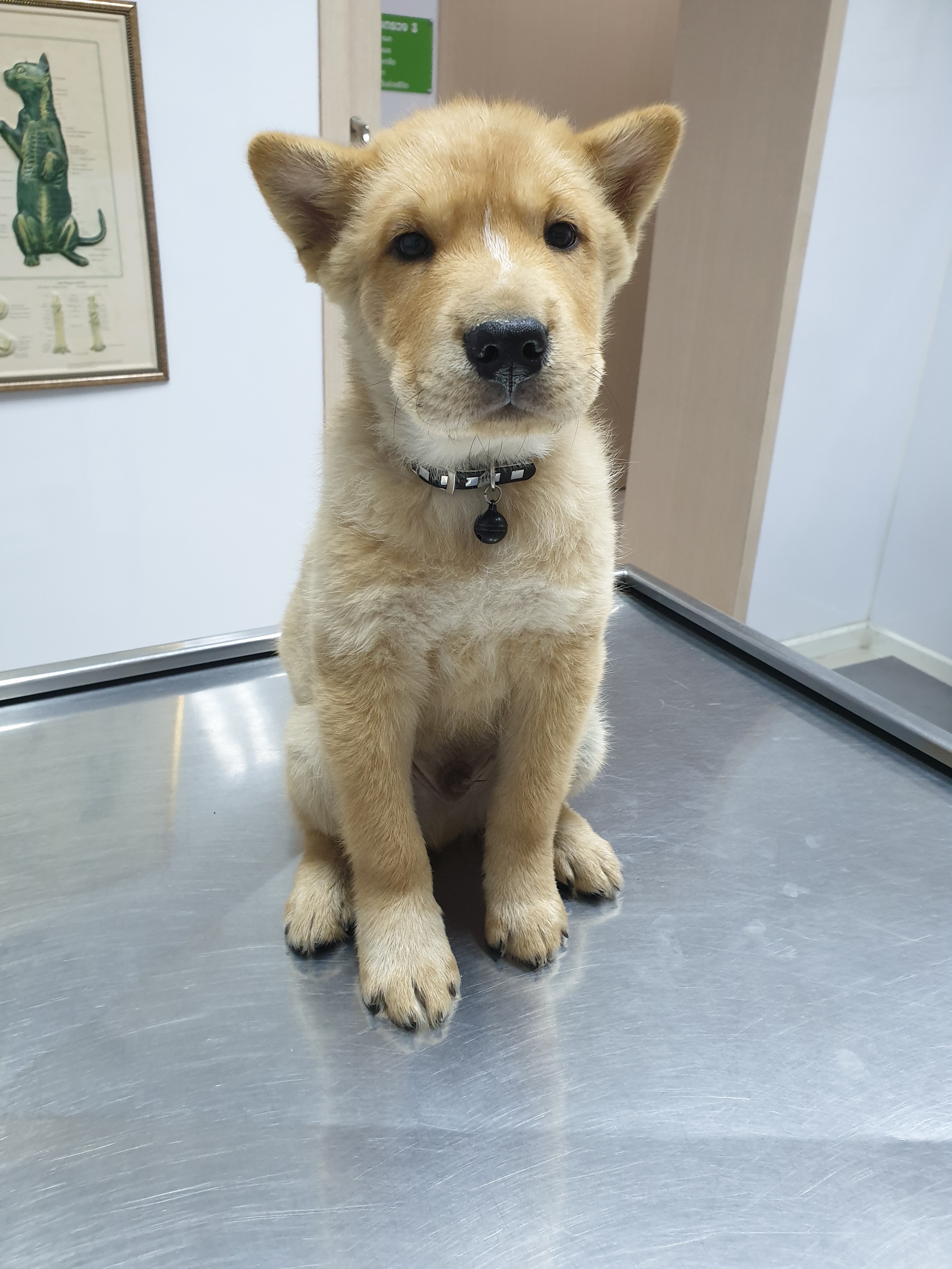 New Veterinary Vision