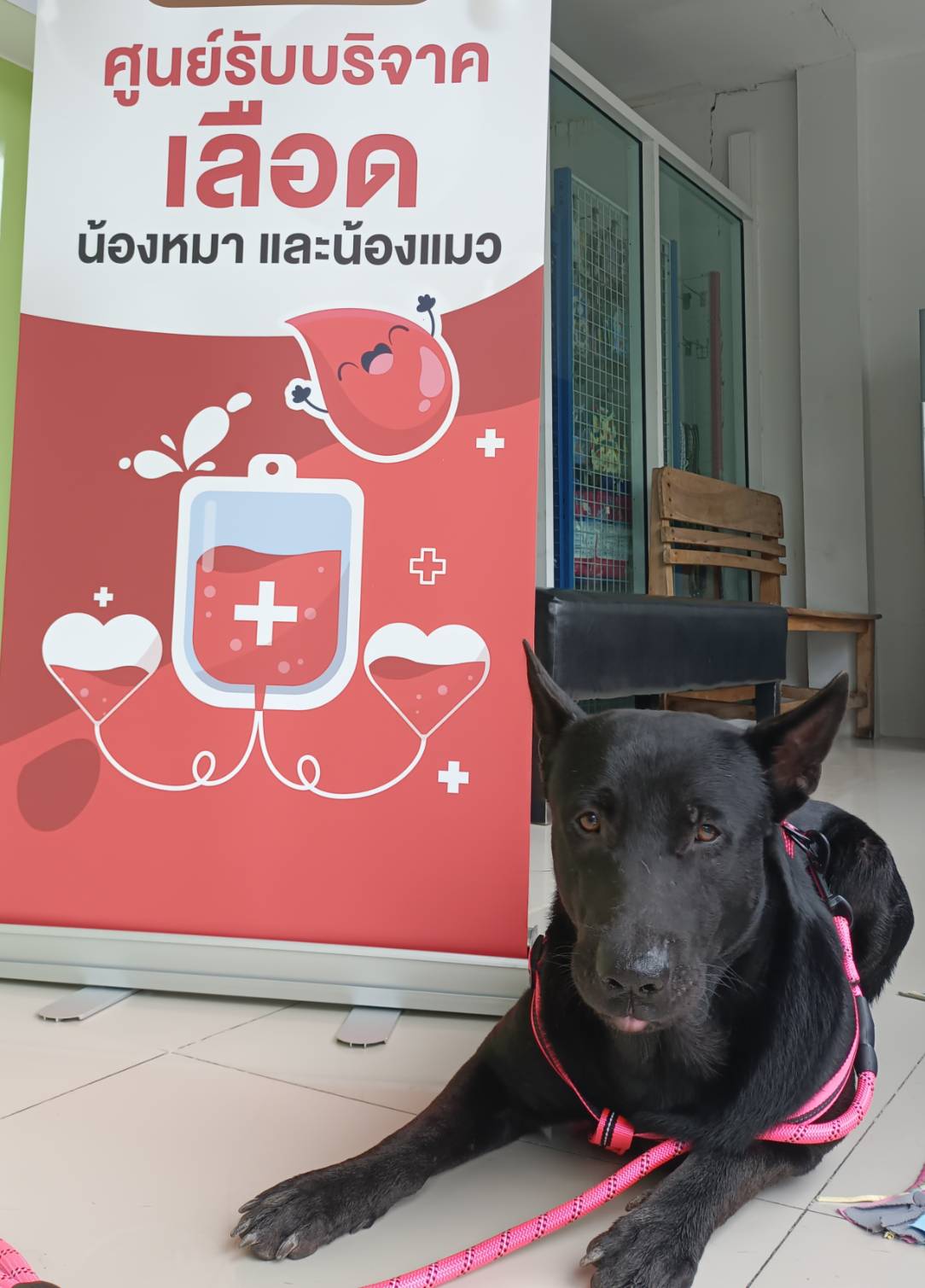 New Veterinary Vision