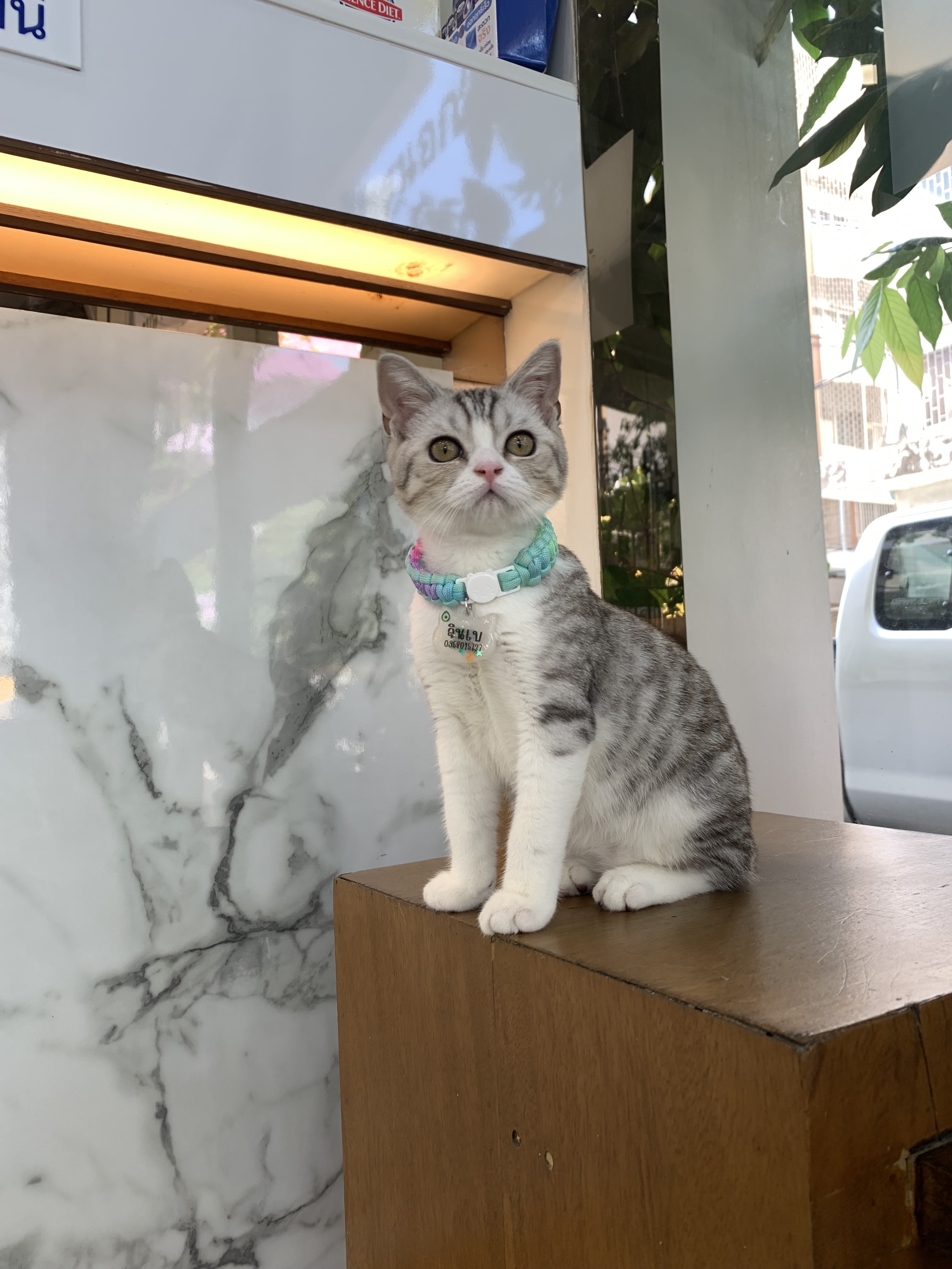 Numberone Ram2 Animal Hospital
