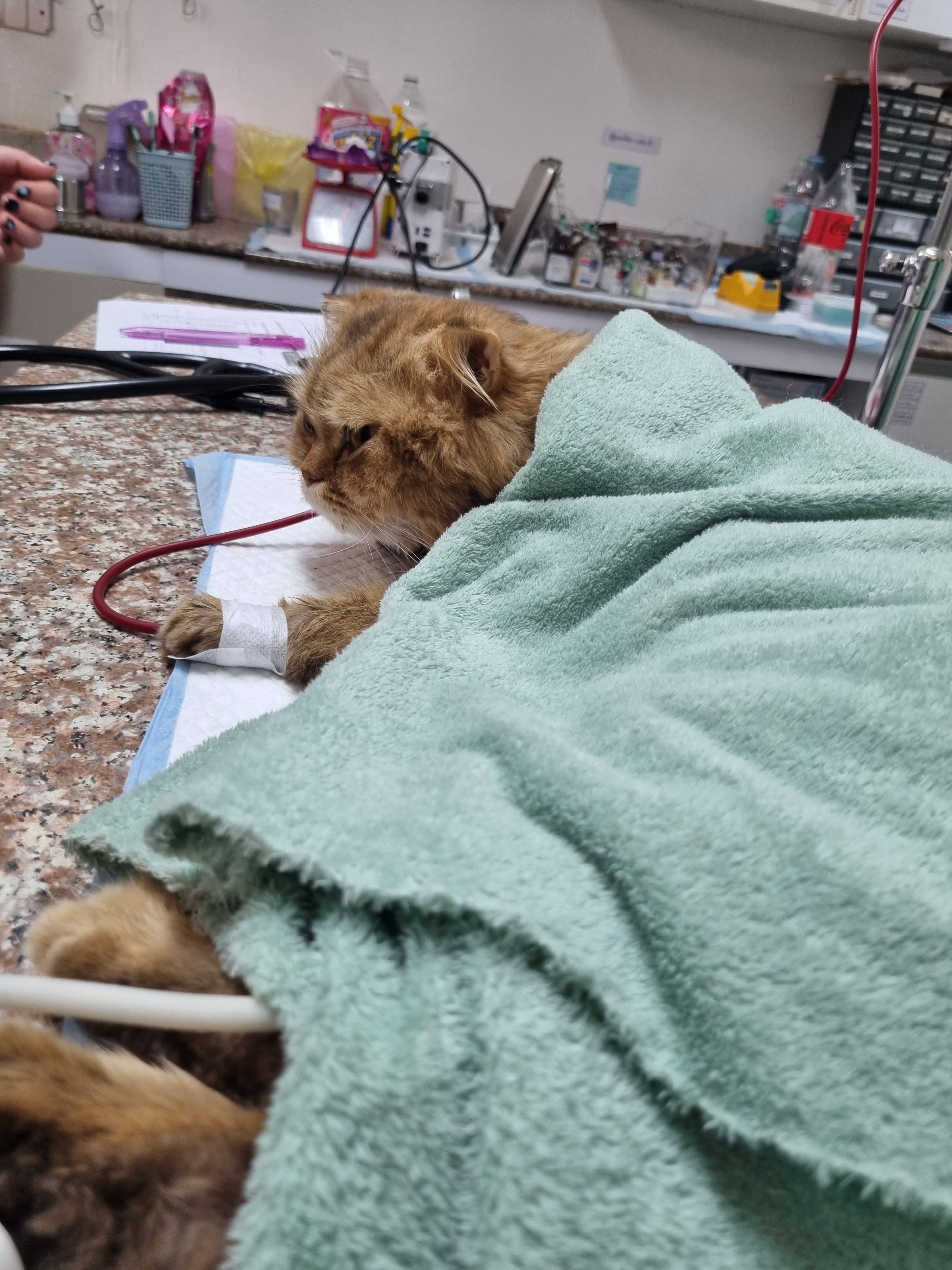 Numberone Ram2 Animal Hospital