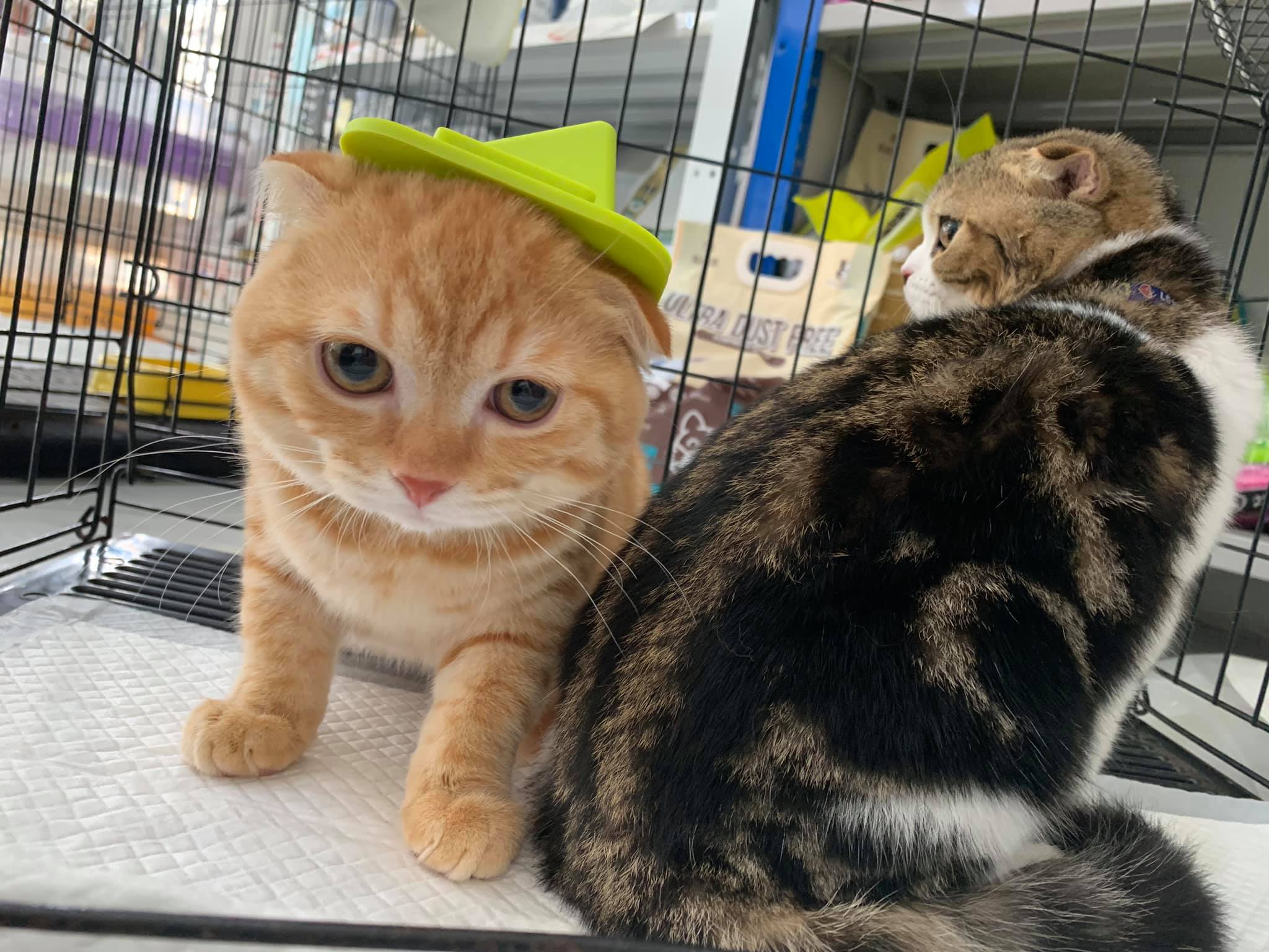 Onnut Pet Hospital
