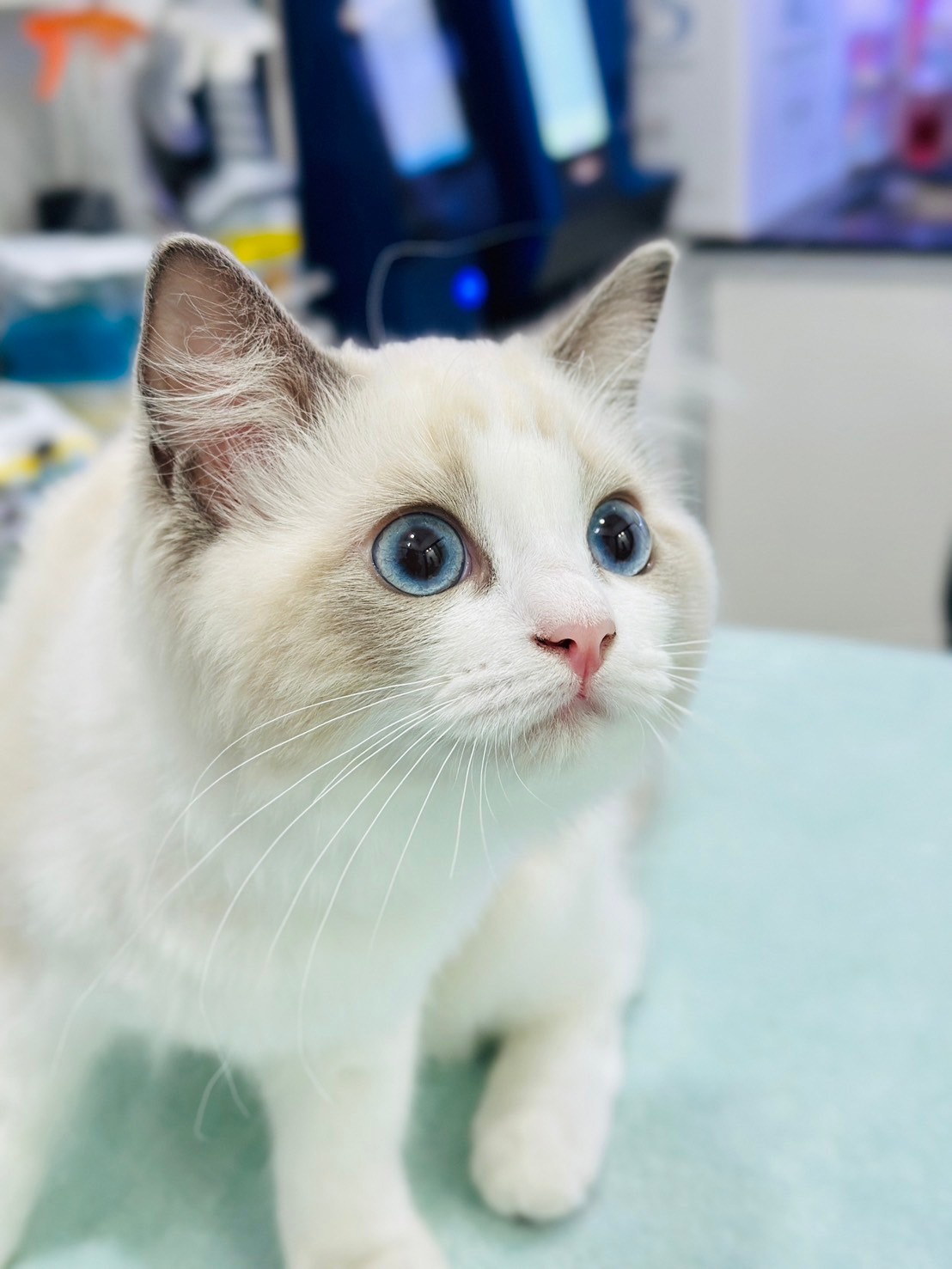 Panyaa Pet Clinic