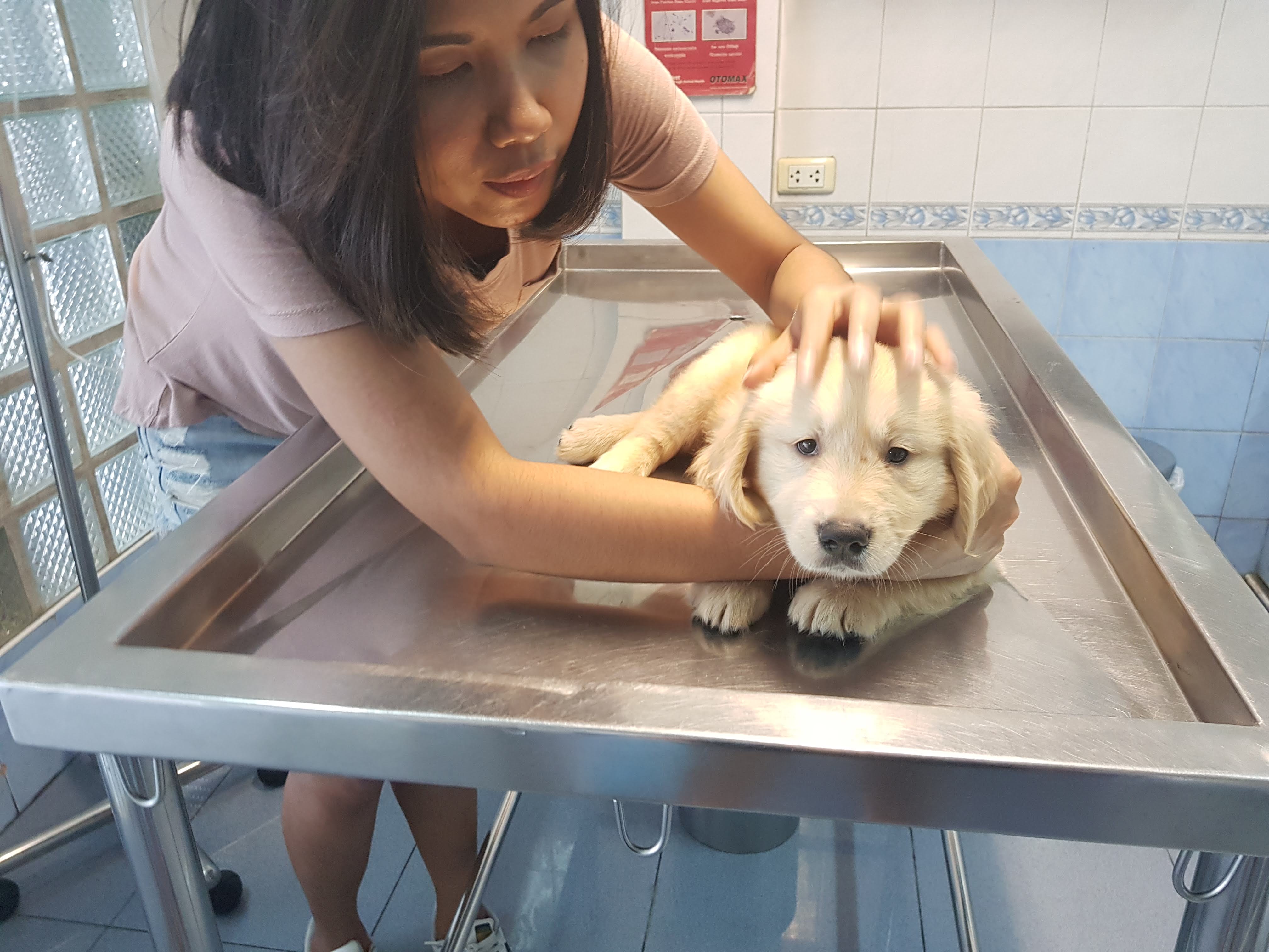 Patthawikorn Animal Hospital