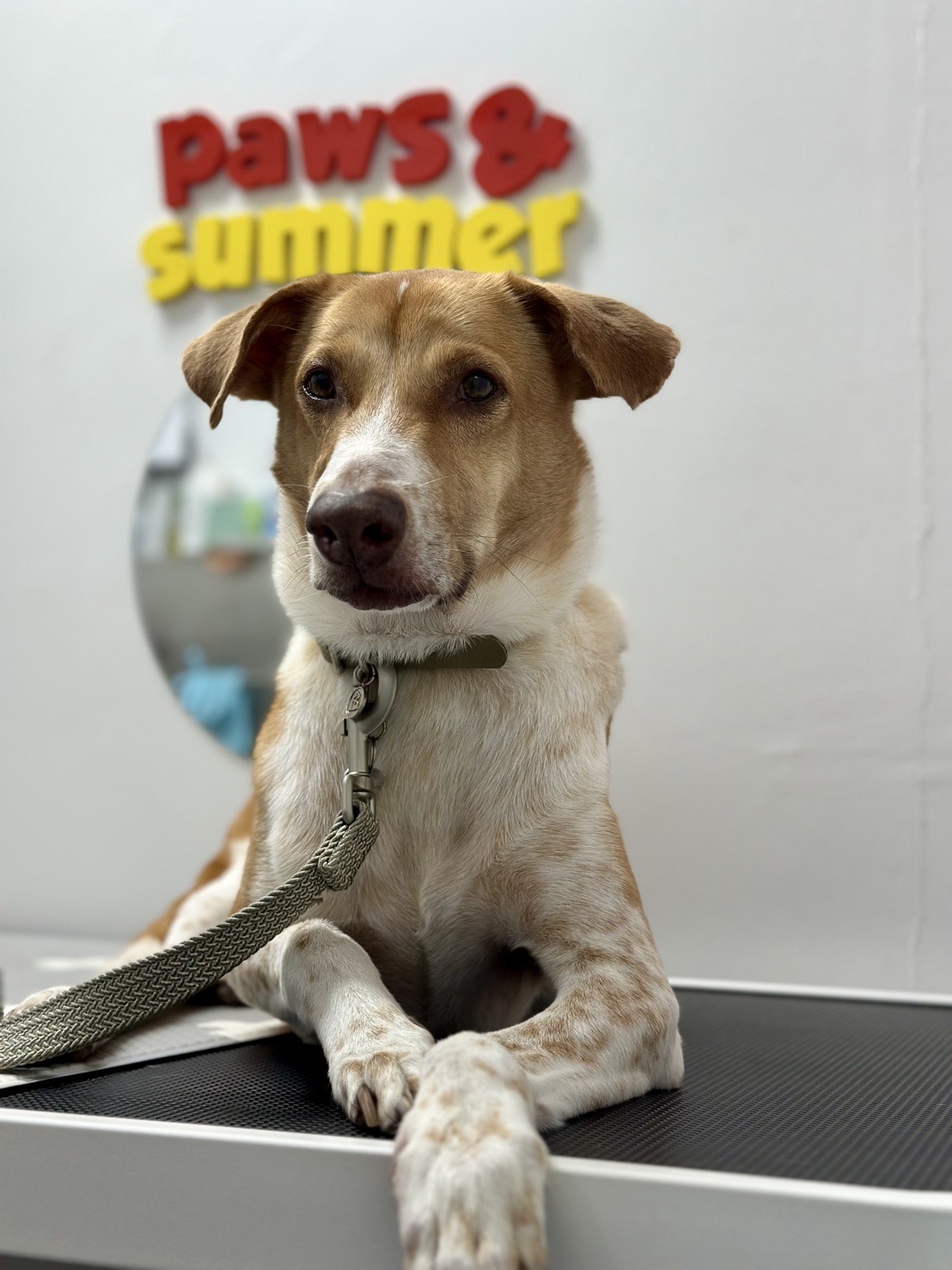 Paws&Summer