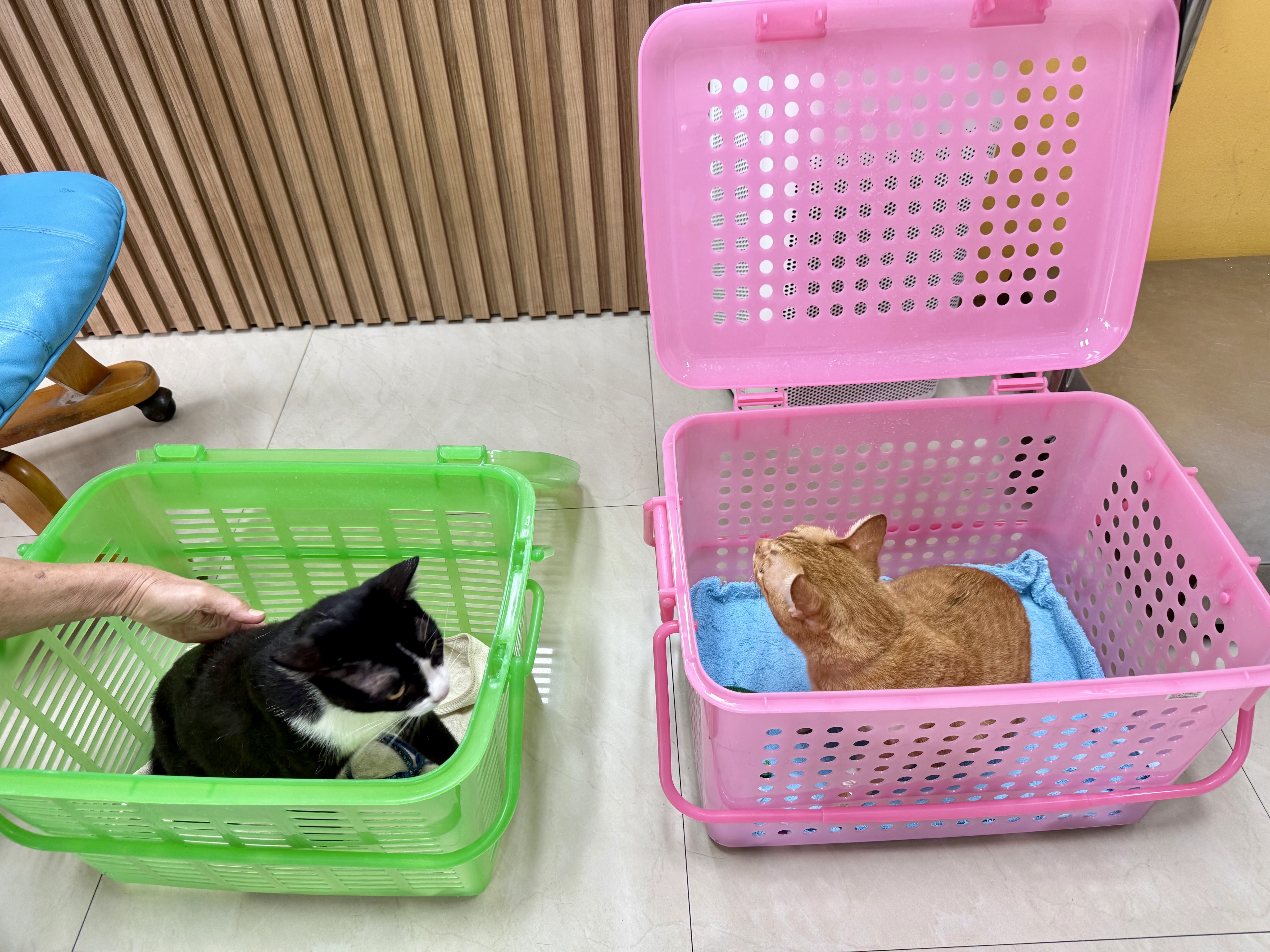 Peaceful Animal Hospital Soi Bangwaek 51