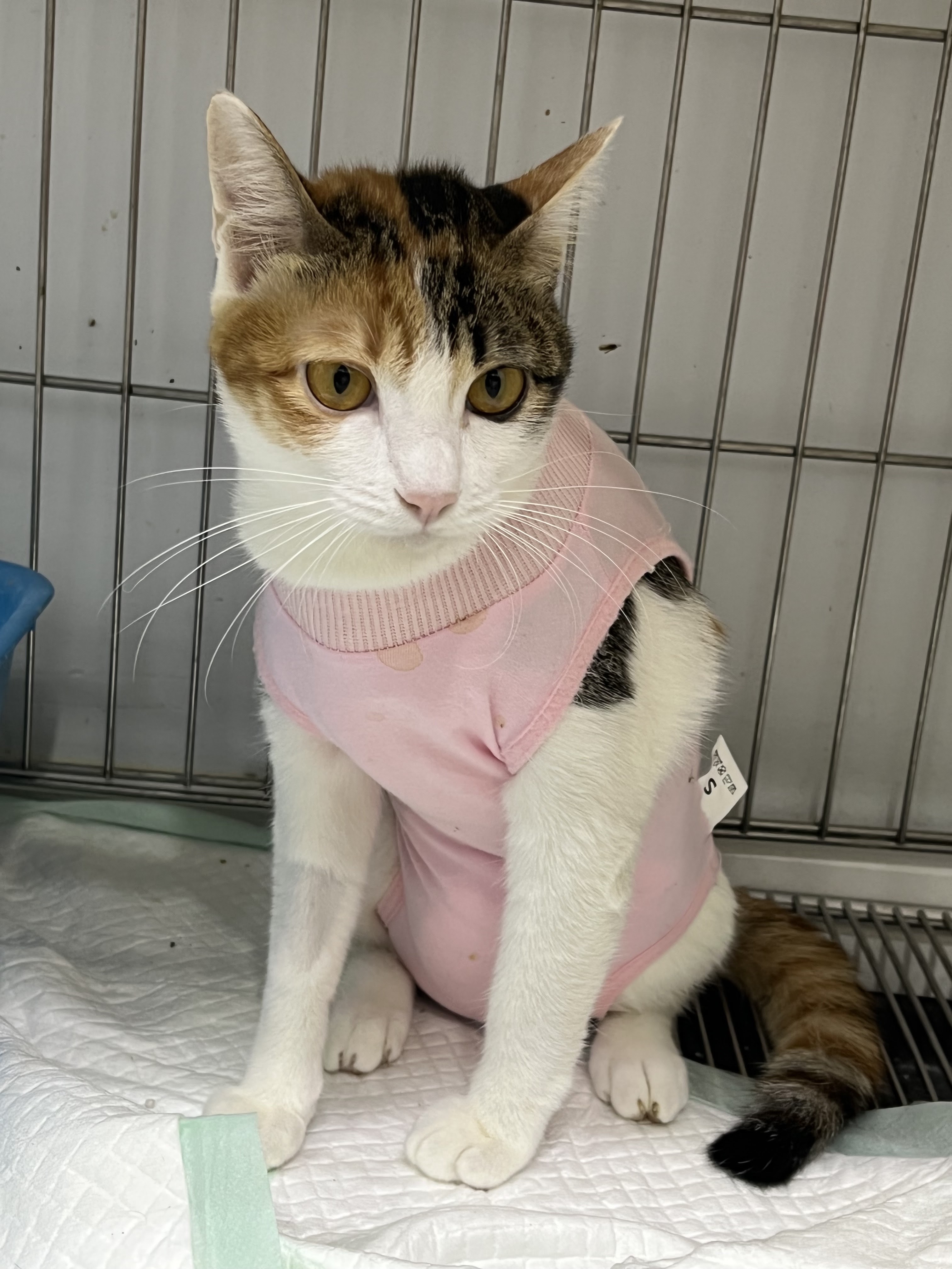 Pet and Vet Animal Hospital (Phrom Phong)