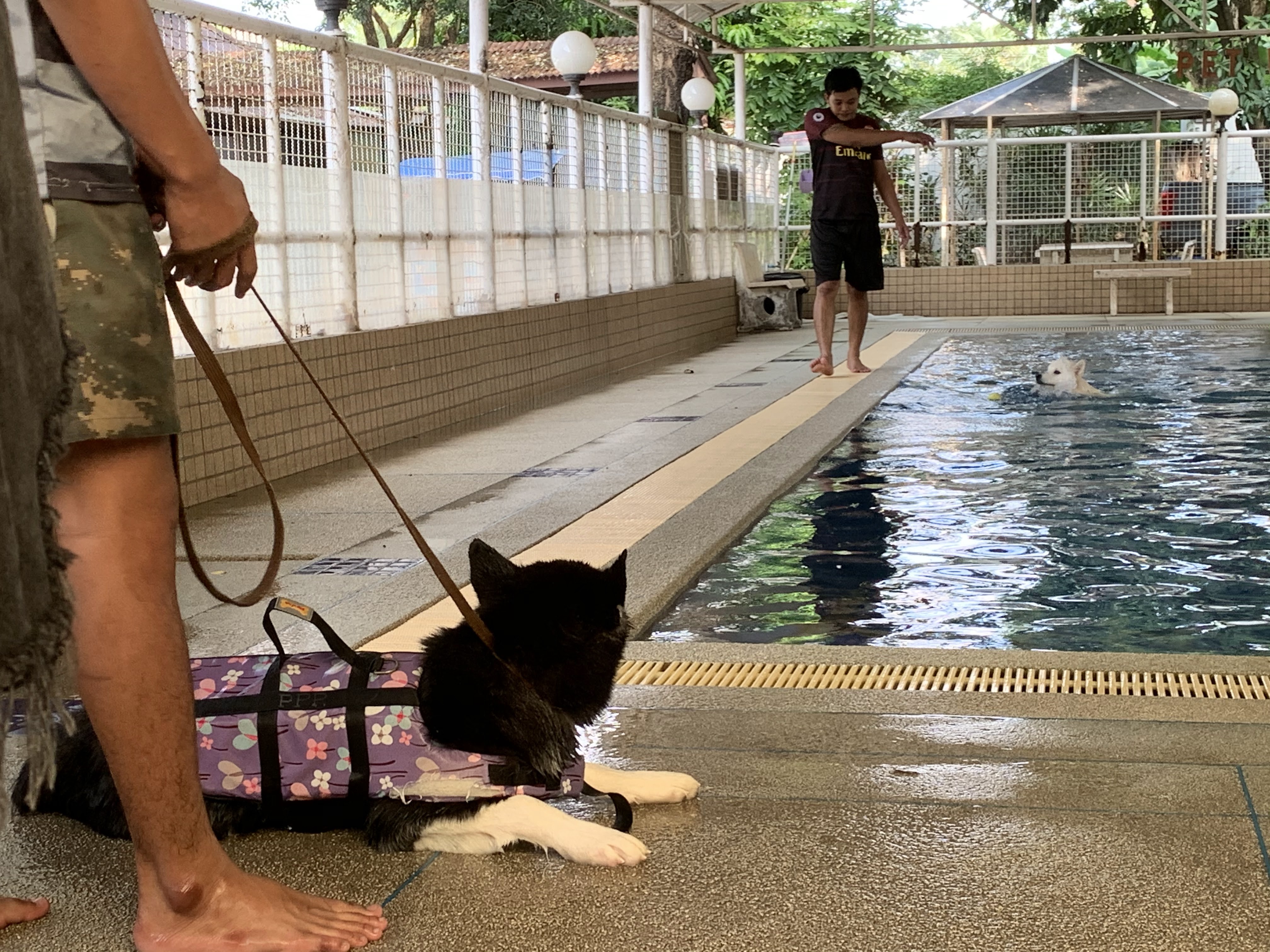 Pet Paradise Park