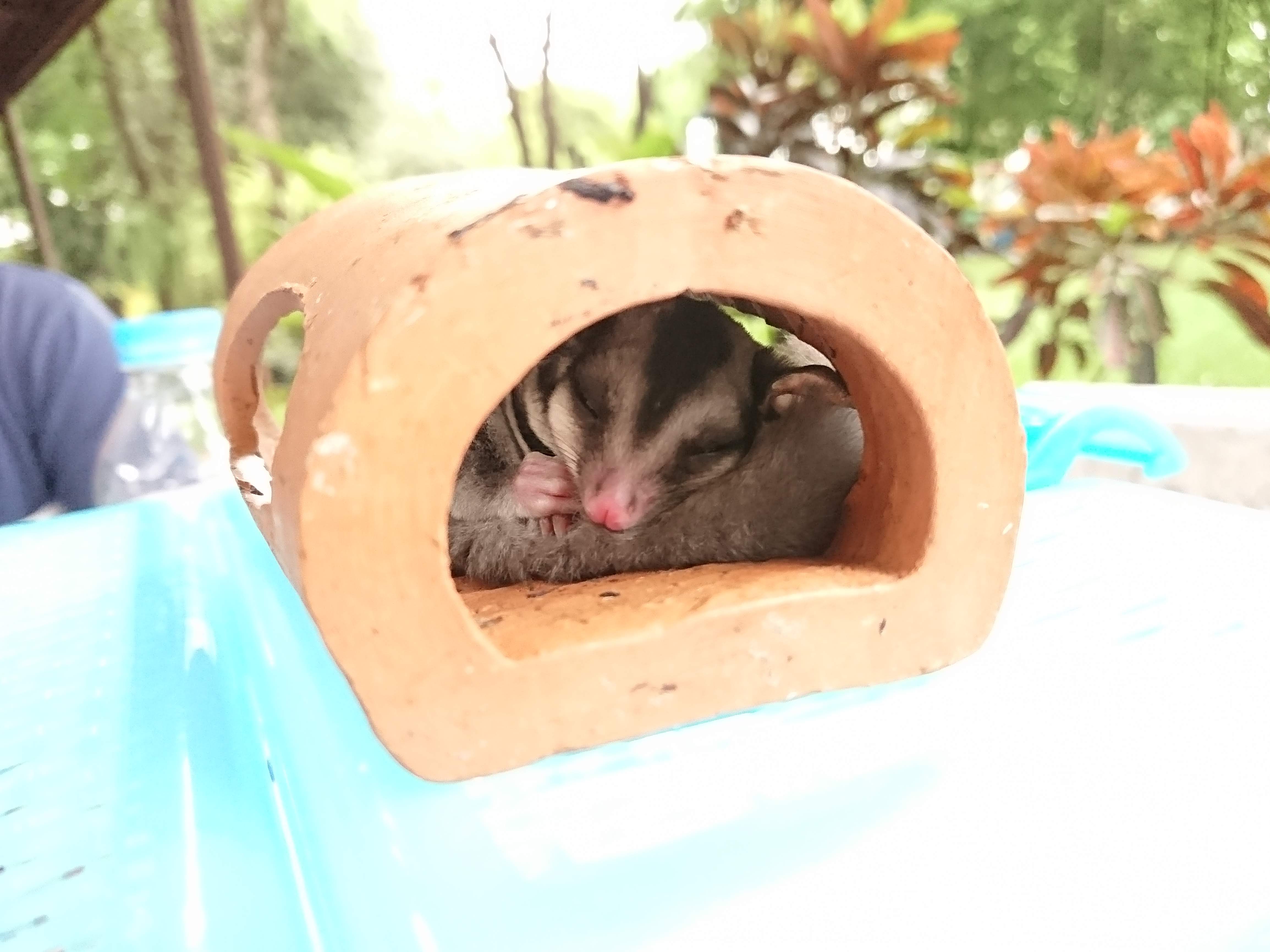 Pet Paradise Park