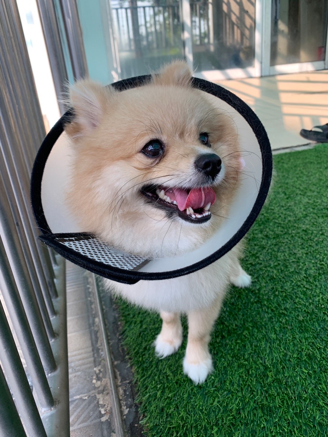Pet@Park