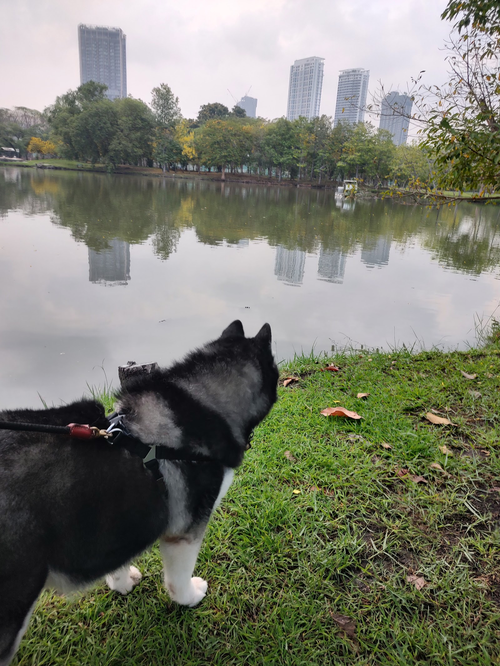 Pet Park Chatuchak