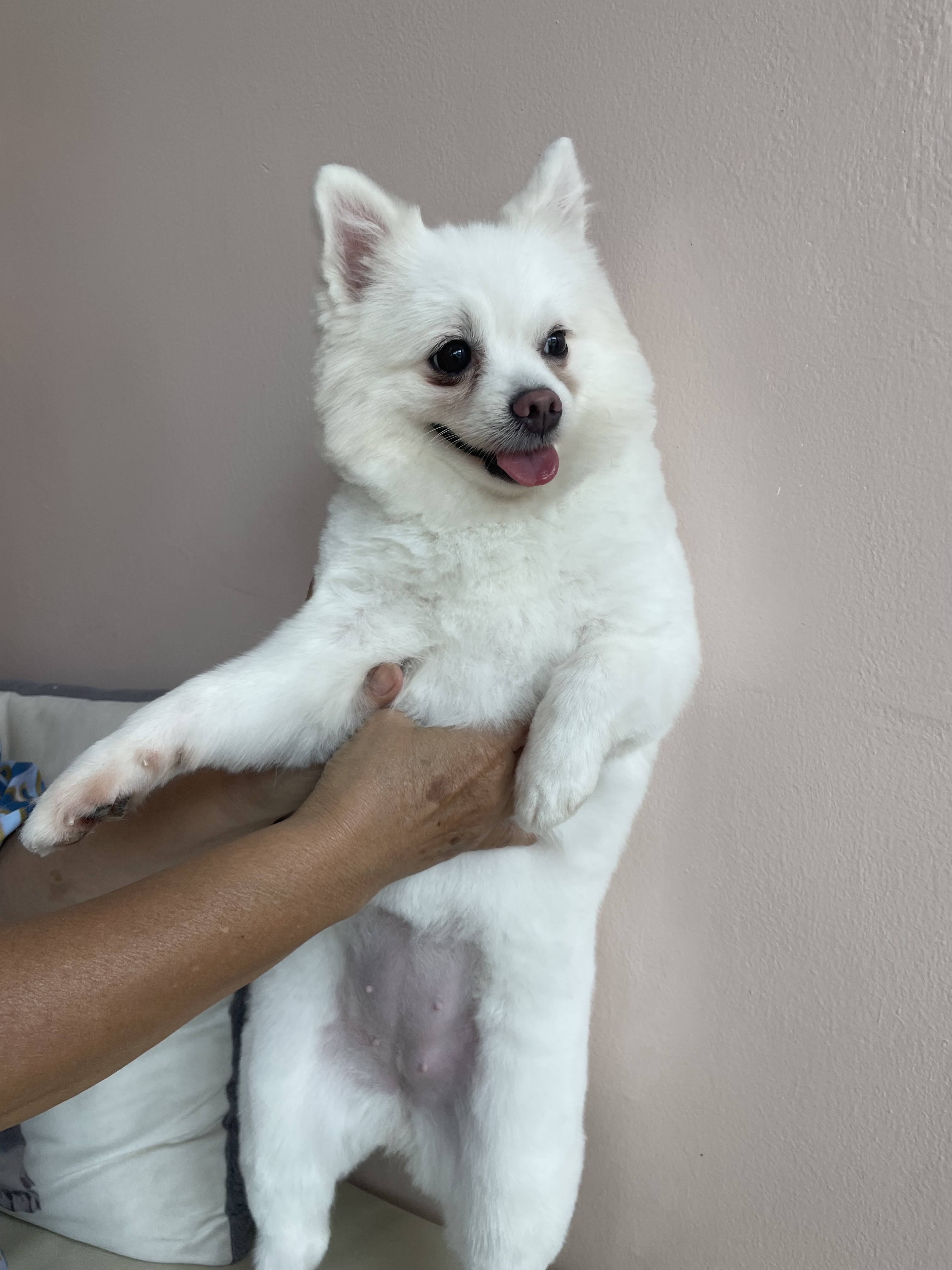 Pet Partner Animal Hospital