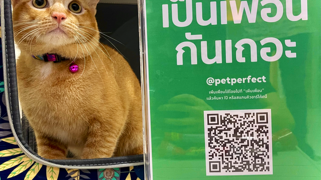 PET PERFECT CLINIC