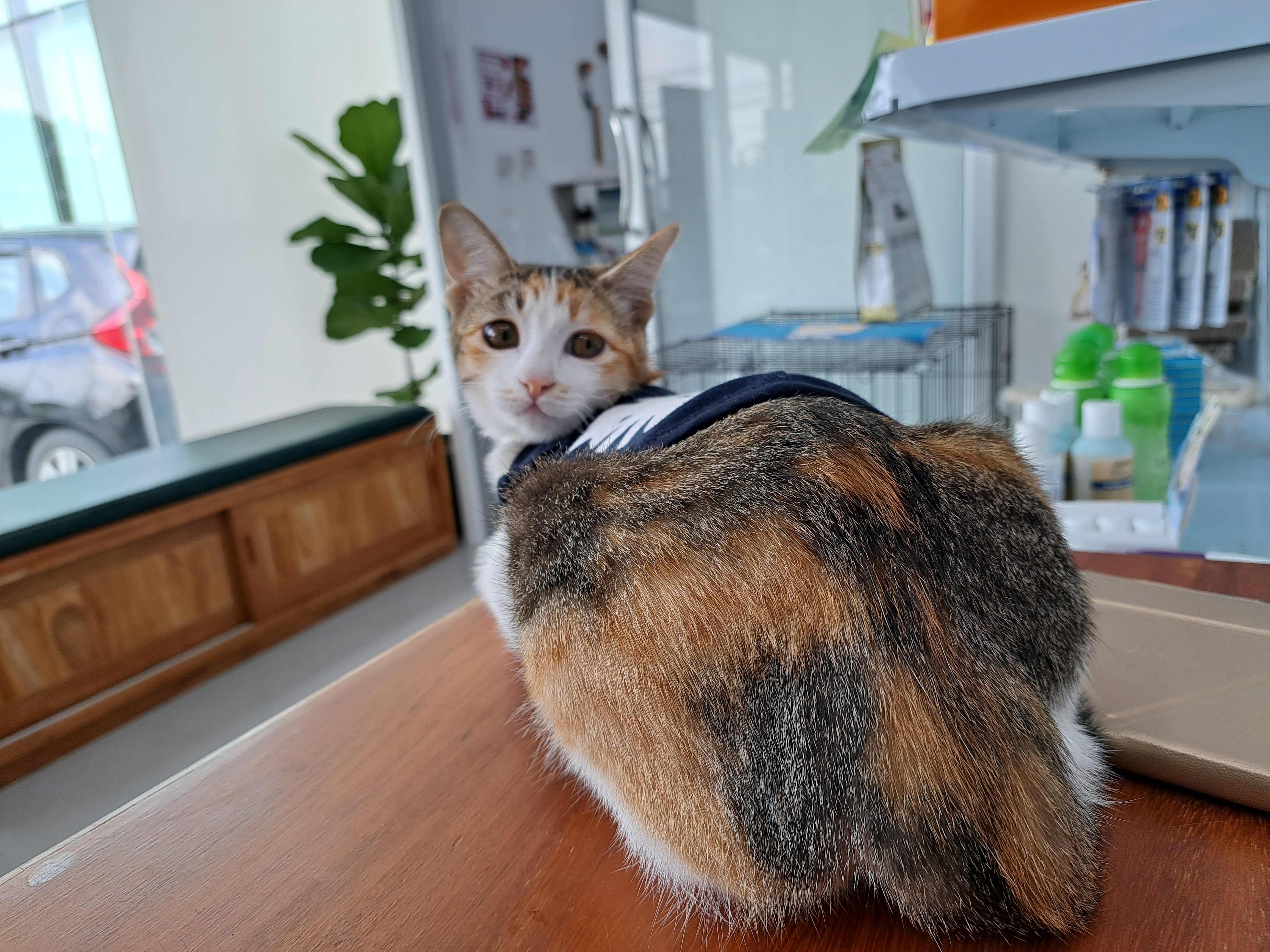 Pet Point Clinic