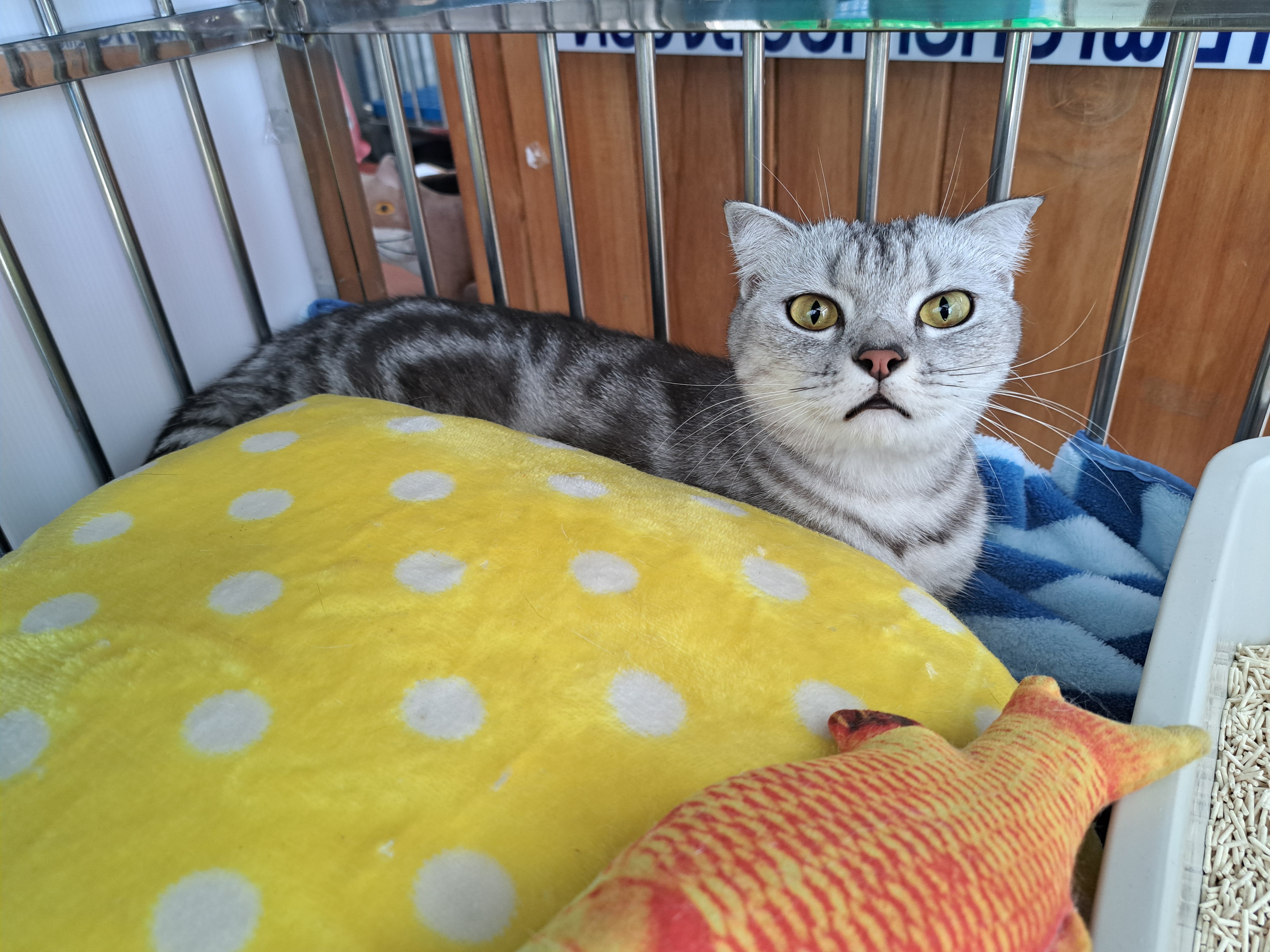 Pet Point Clinic