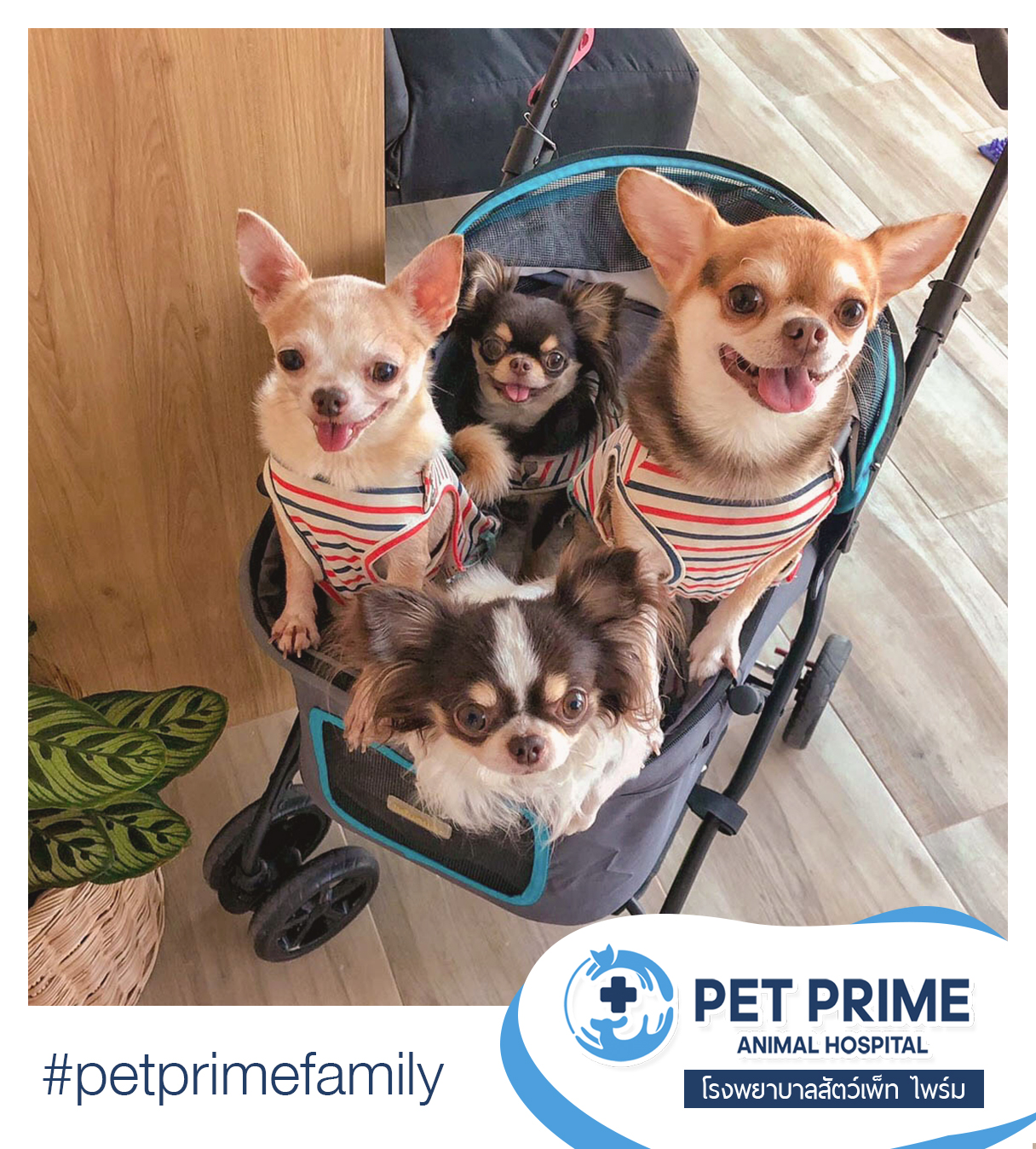 Pet Prime Animal Hospital