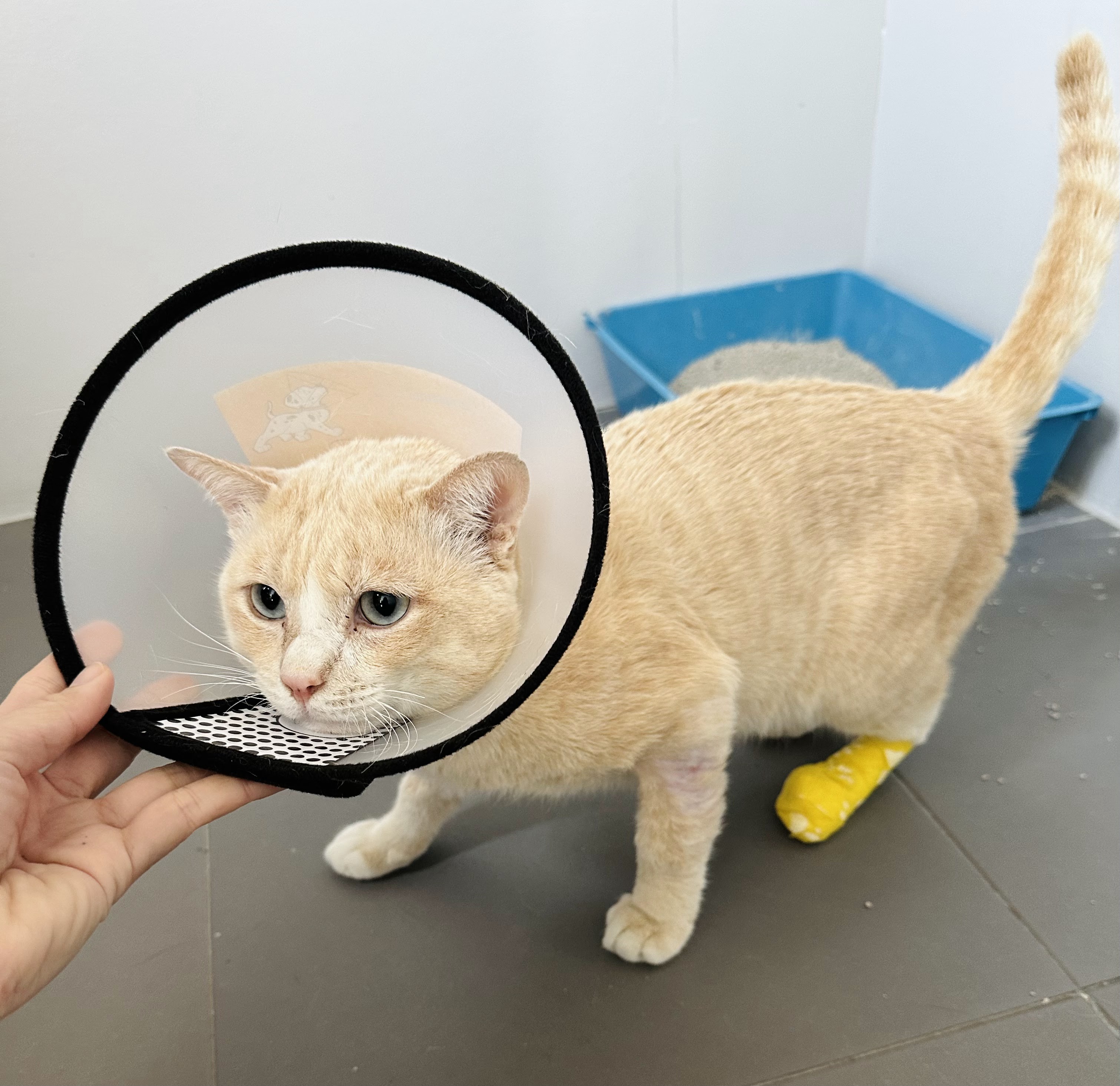 Pet Space Clinic
