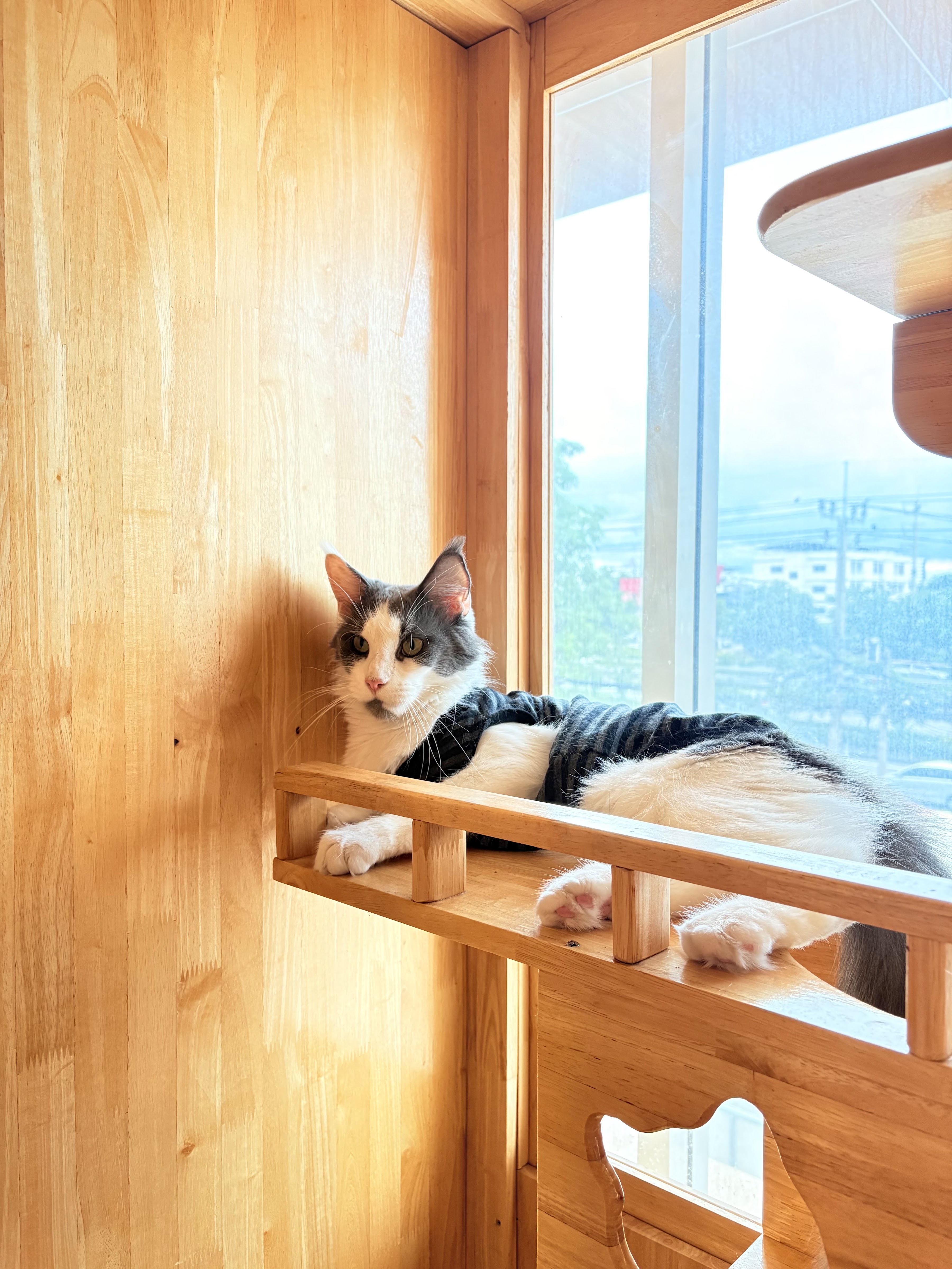 Petku animal hospital Bang Care