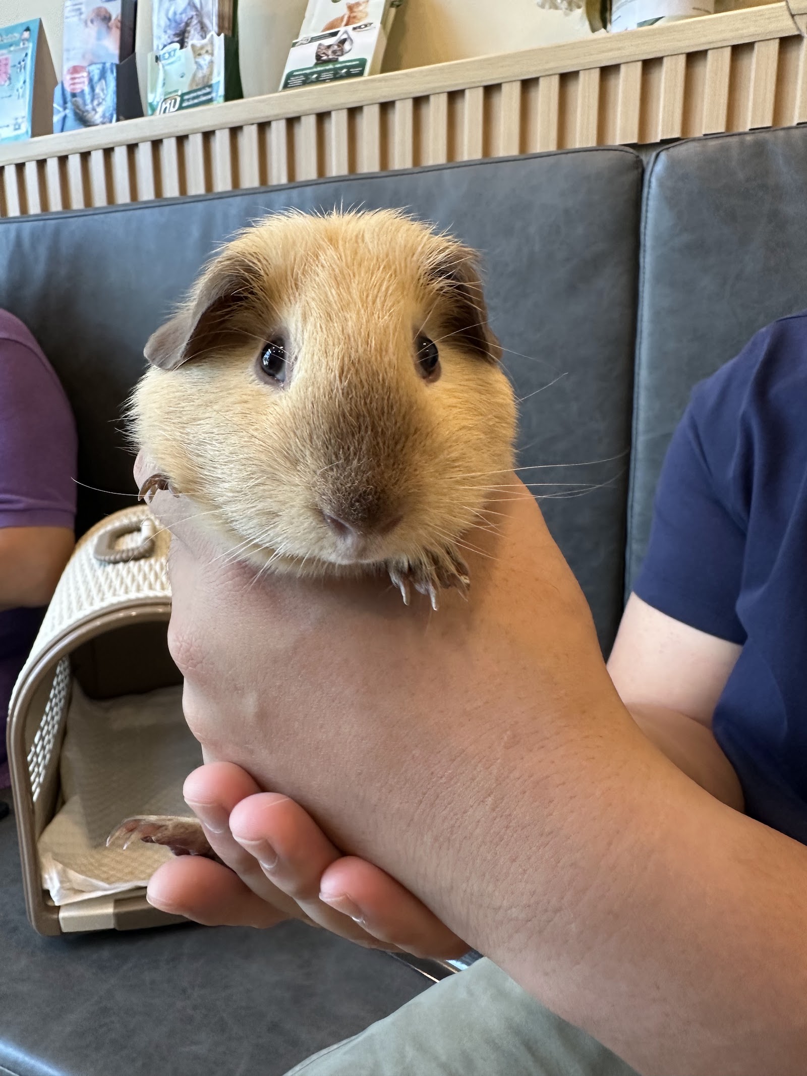 Petxotic Pet Hospital