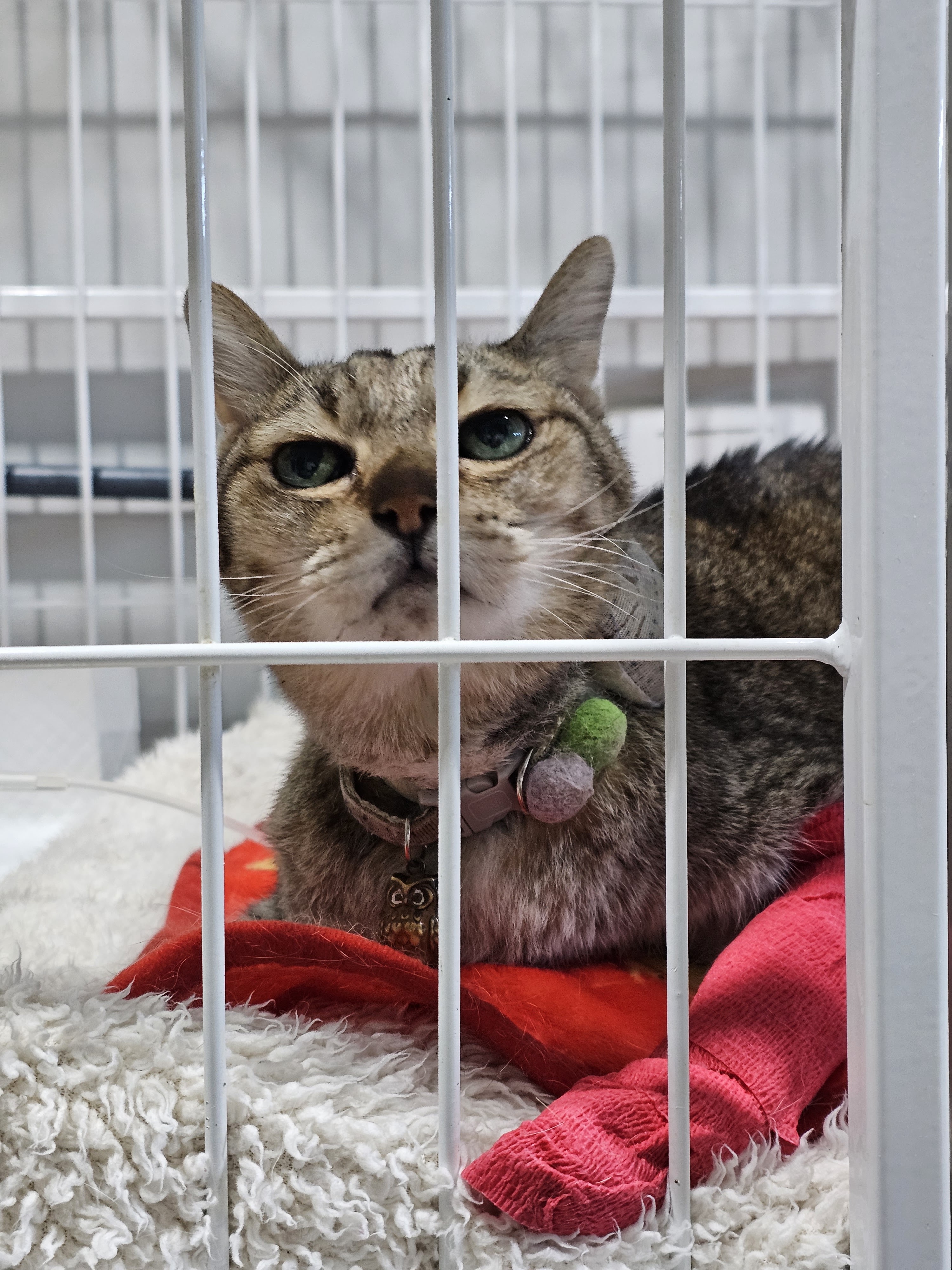 Phueakhun Pet Hospital